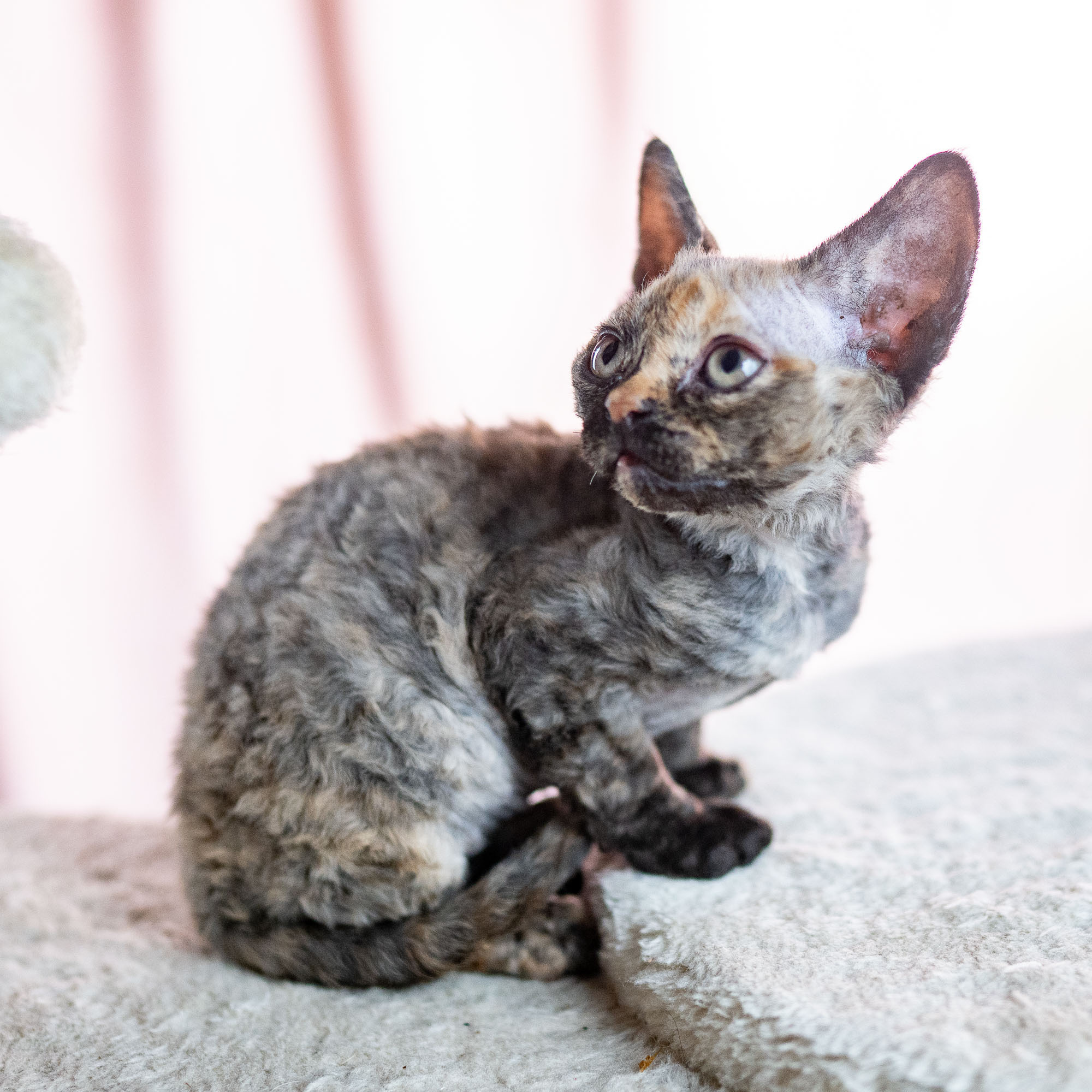 Basma, Girl, born on 29.07.23, SOLD. Devon Rex Pixie Cattery