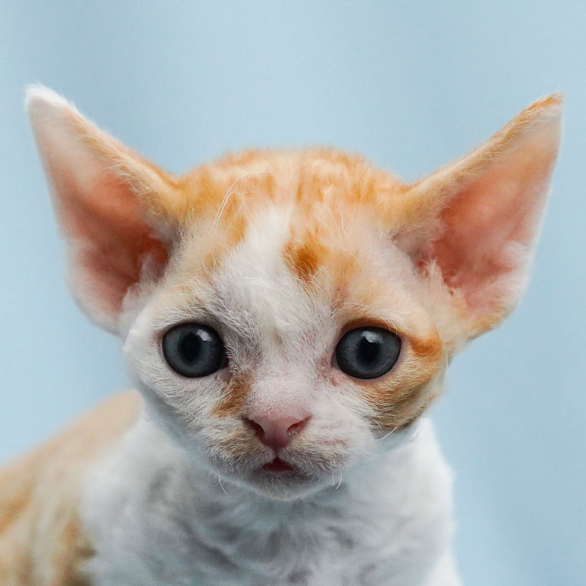 Bonnie, Boy, born on 29.07.23, SOLD. Devon Rex Pixie Cattery