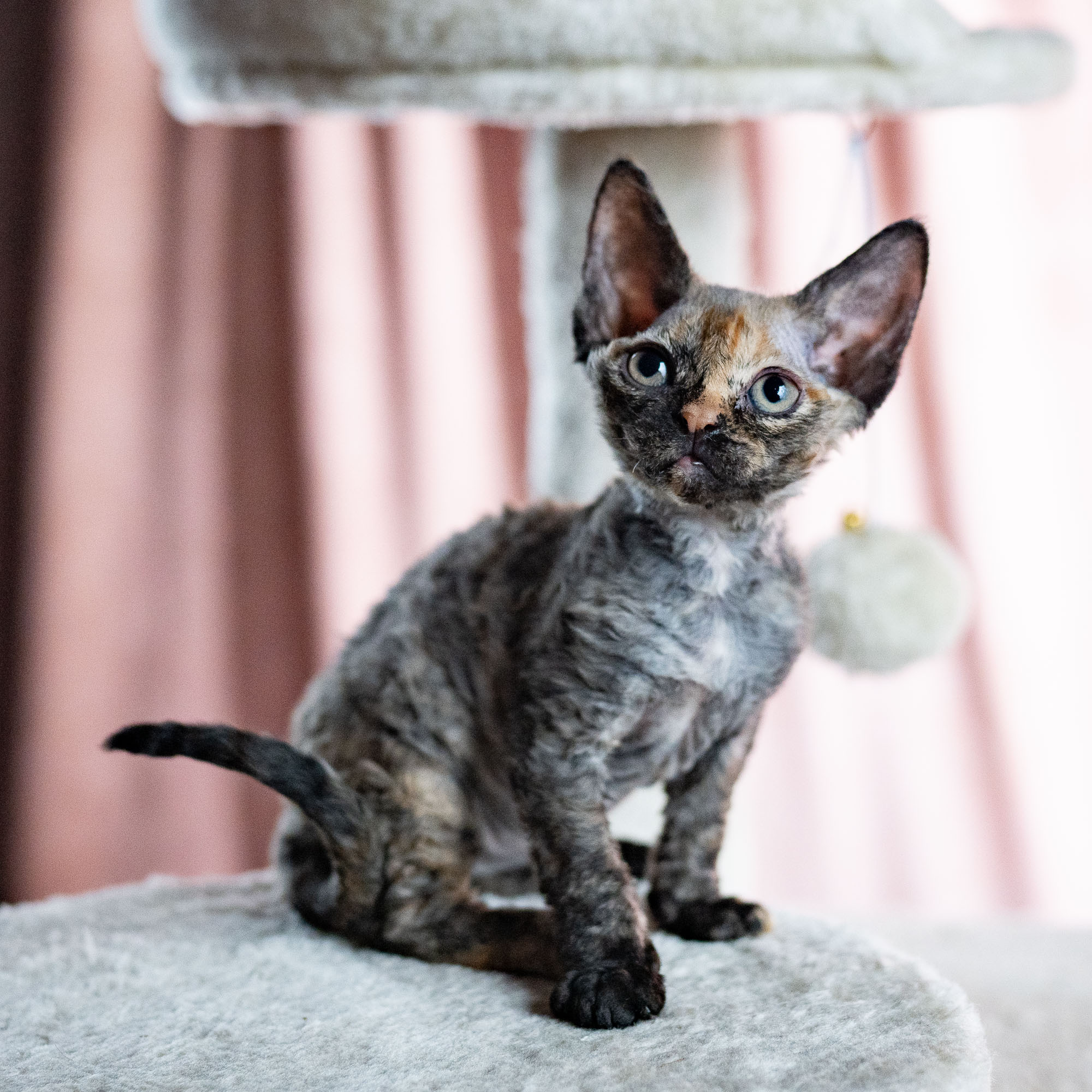 Basma, Girl, born on 29.07.23, SOLD. Devon Rex Pixie Cattery