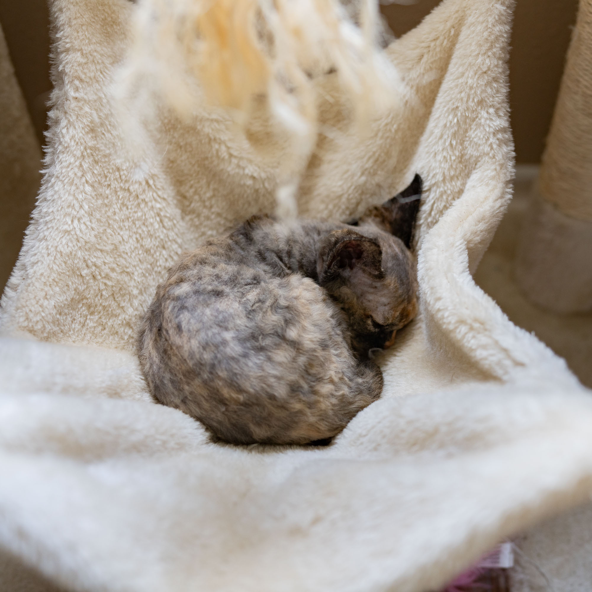 Basma, Girl, born on 29.07.23, SOLD. Devon Rex Pixie Cattery