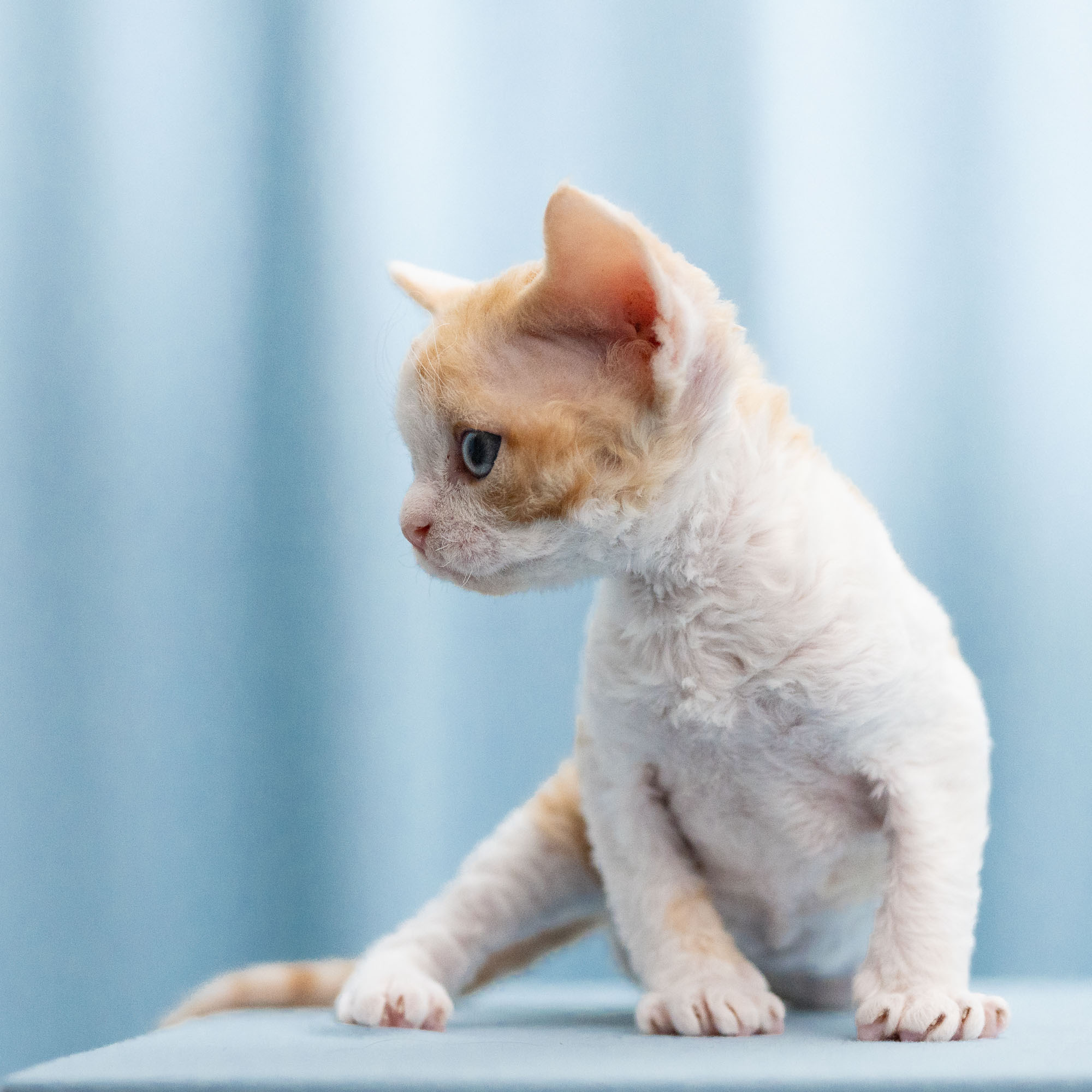Bonnie, Boy, born on 29.07.23, SOLD. Devon Rex Pixie Cattery