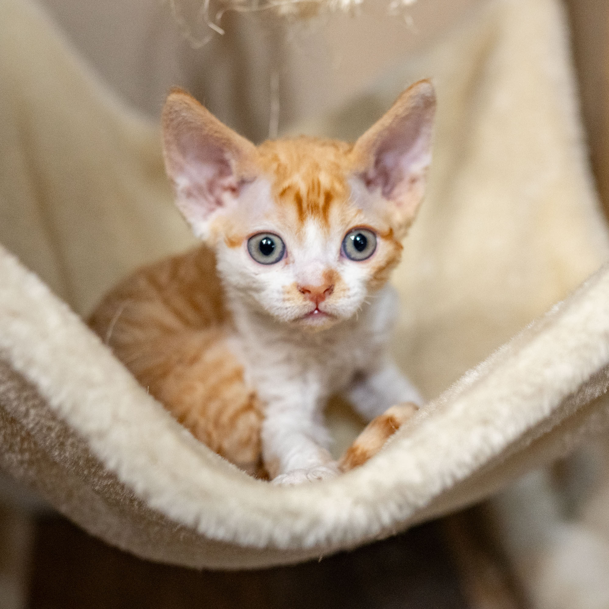 Buster, Boy, born on 29.07.23, SOLD. Devon Rex Pixie Cattery