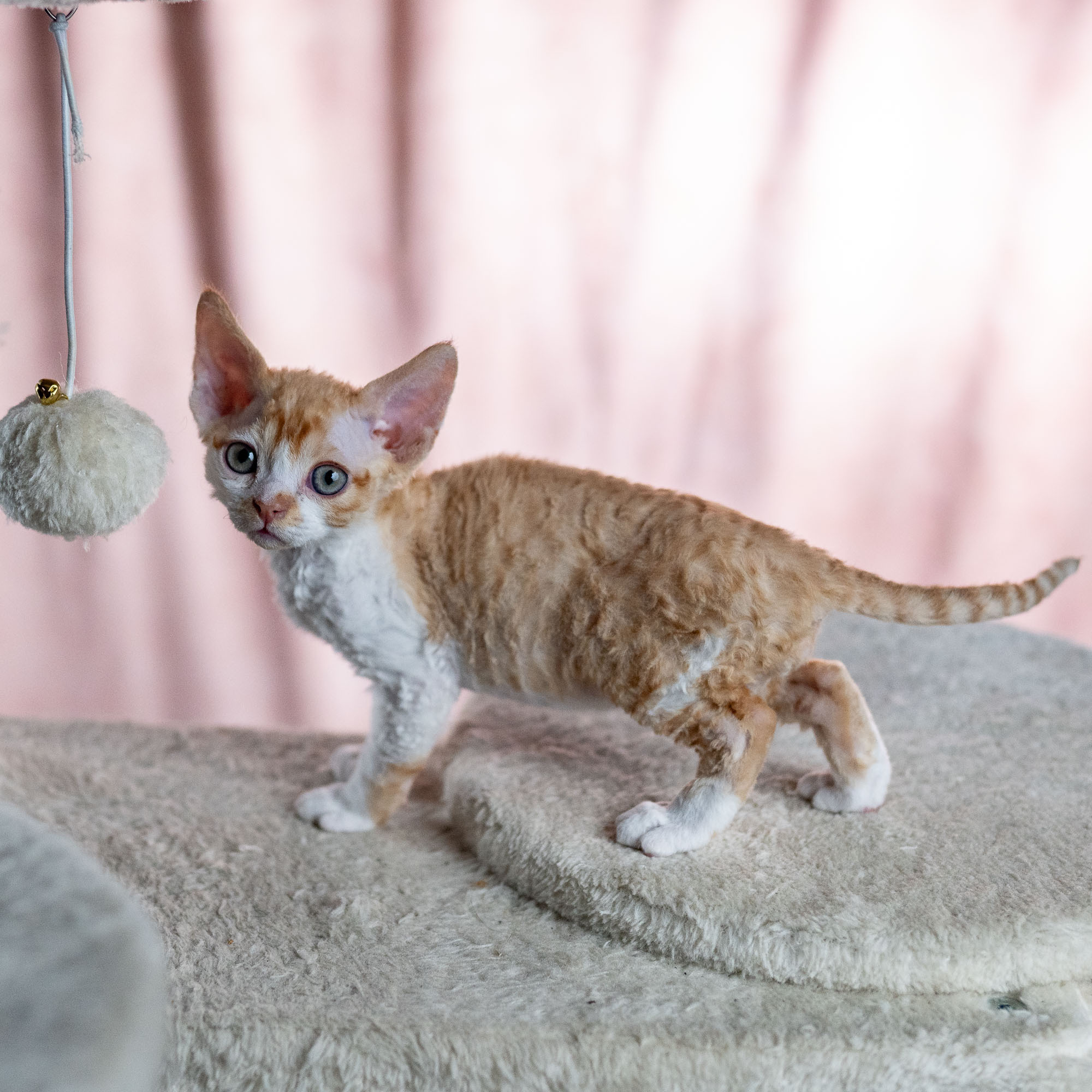 Buster, Boy, born on 29.07.23, SOLD. Devon Rex Pixie Cattery