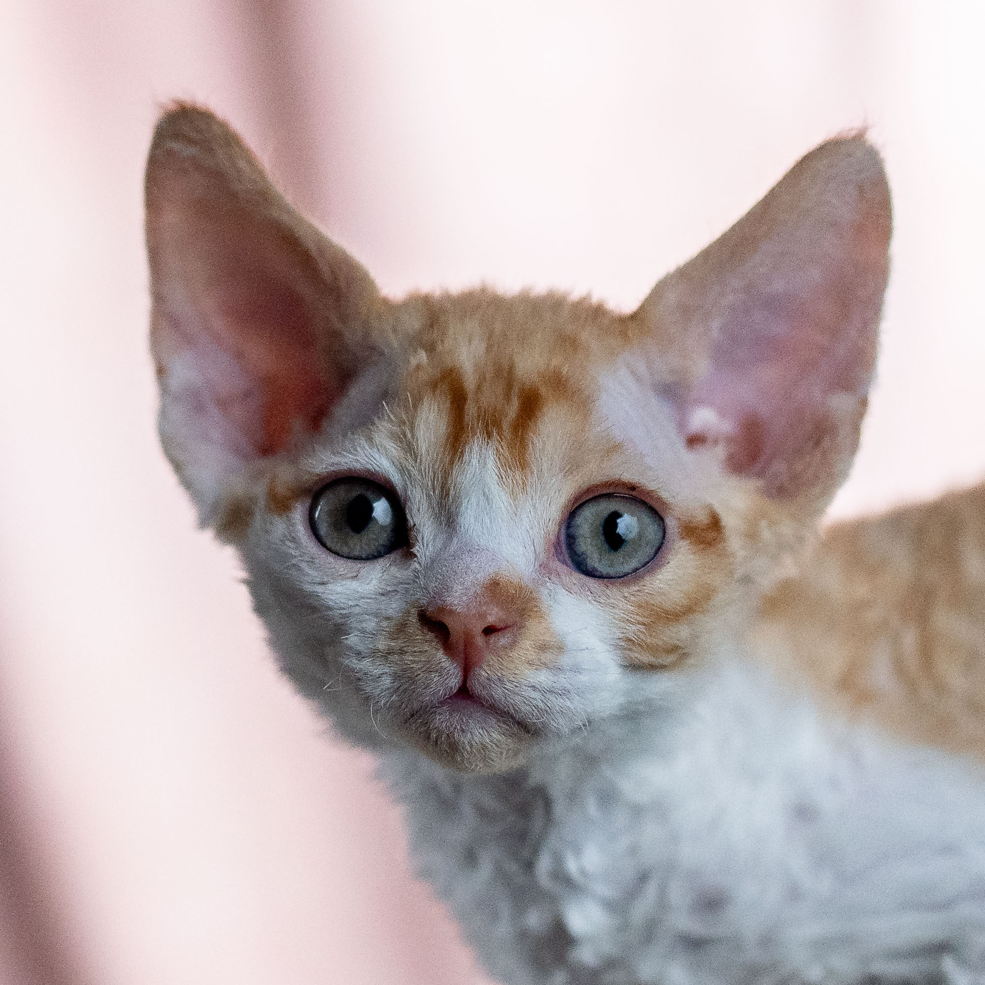 Buster, Boy, born on 29.07.23, SOLD. Devon Rex Pixie Cattery