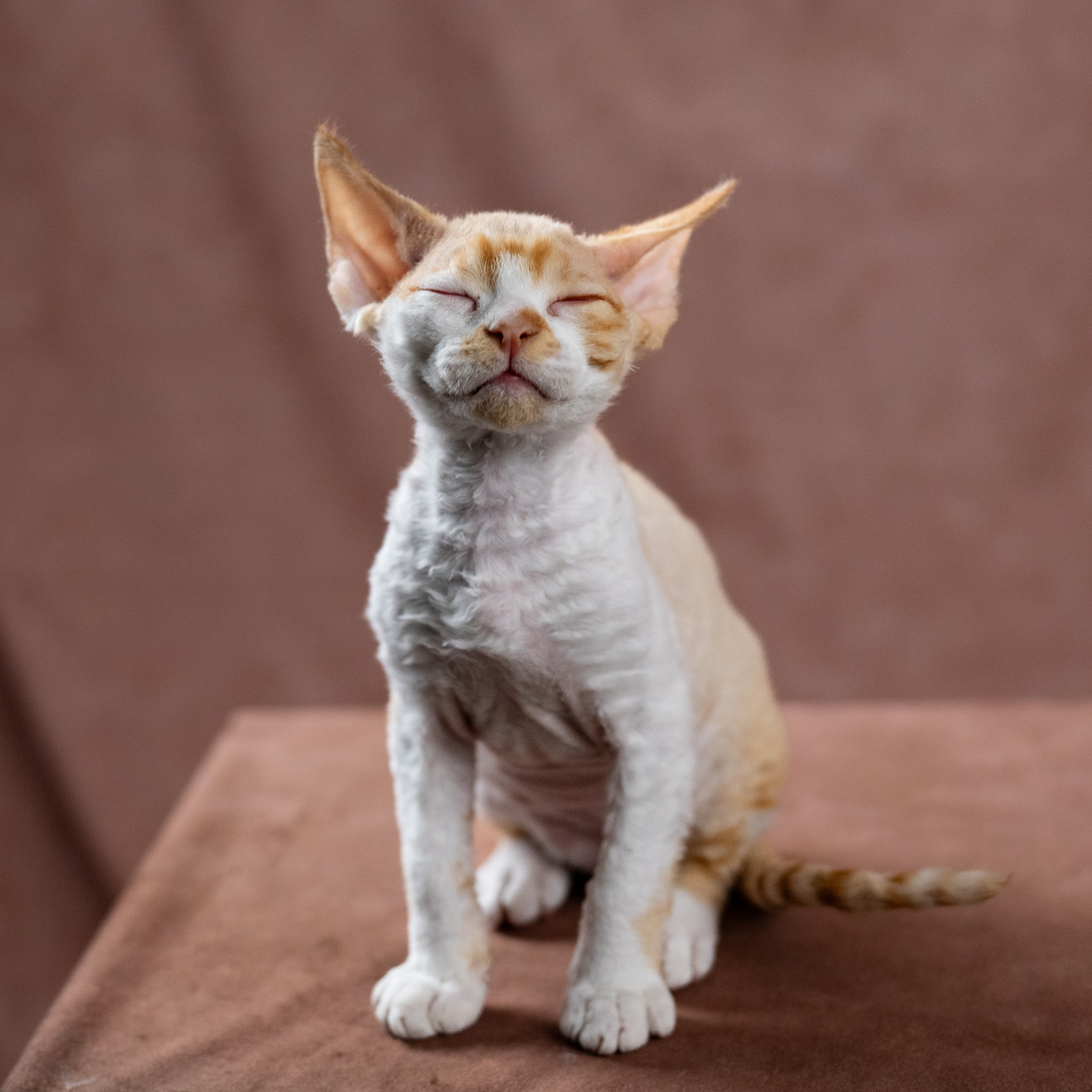 Buster, Boy, born on 29.07.23, SOLD. Devon Rex Pixie Cattery