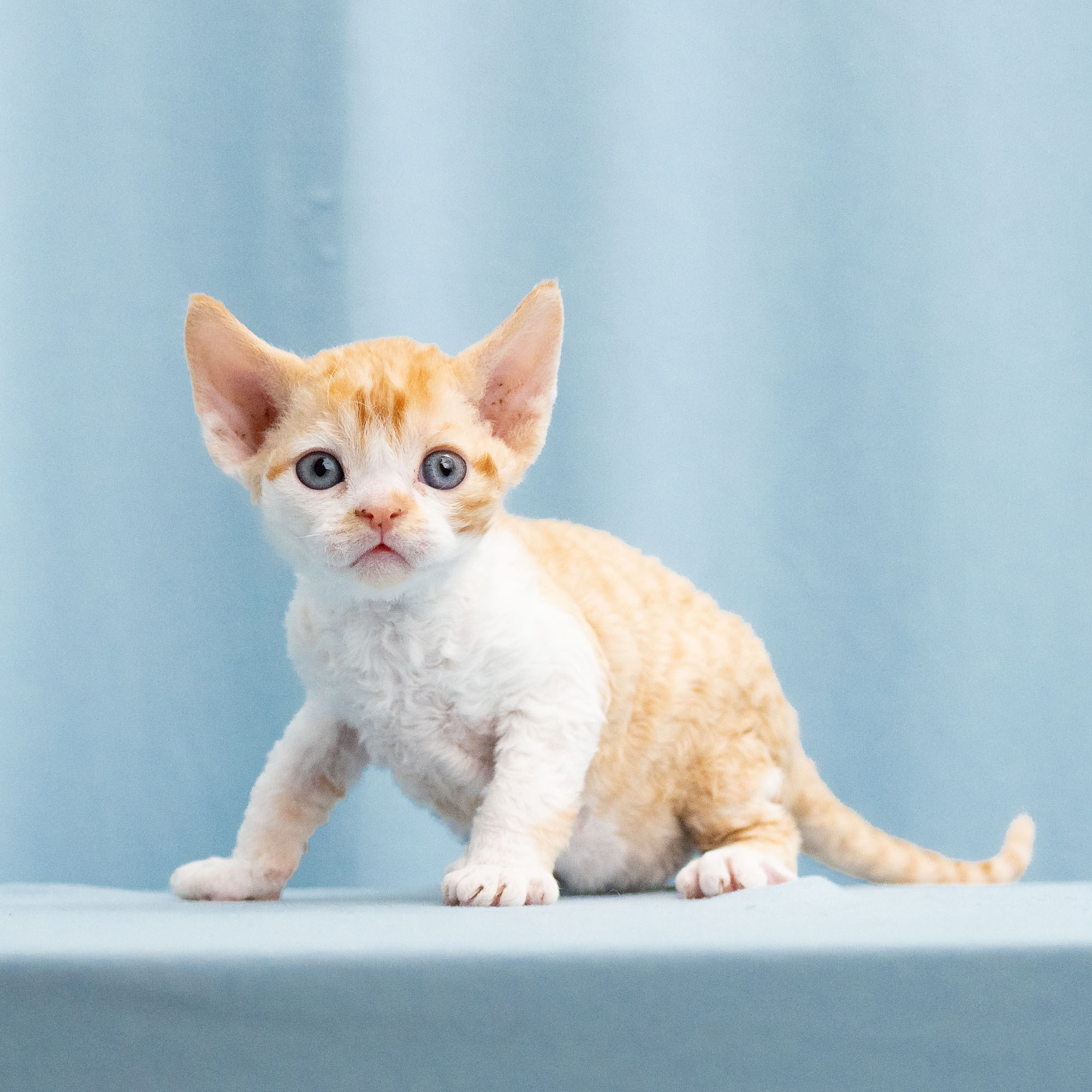Buster, Boy, born on 29.07.23, SOLD. Devon Rex Pixie Cattery