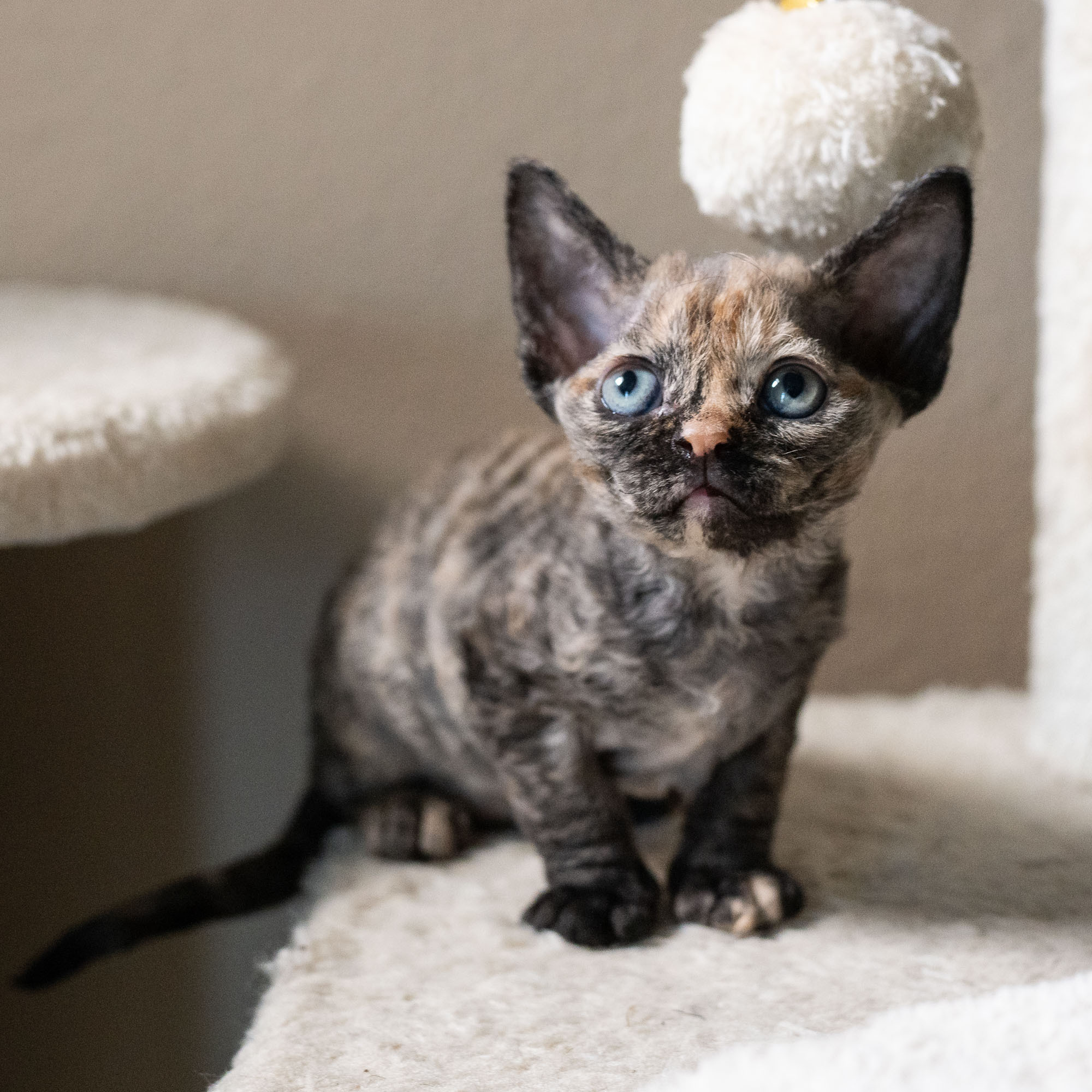 Basma, Girl, born on 29.07.23, SOLD. Devon Rex Pixie Cattery