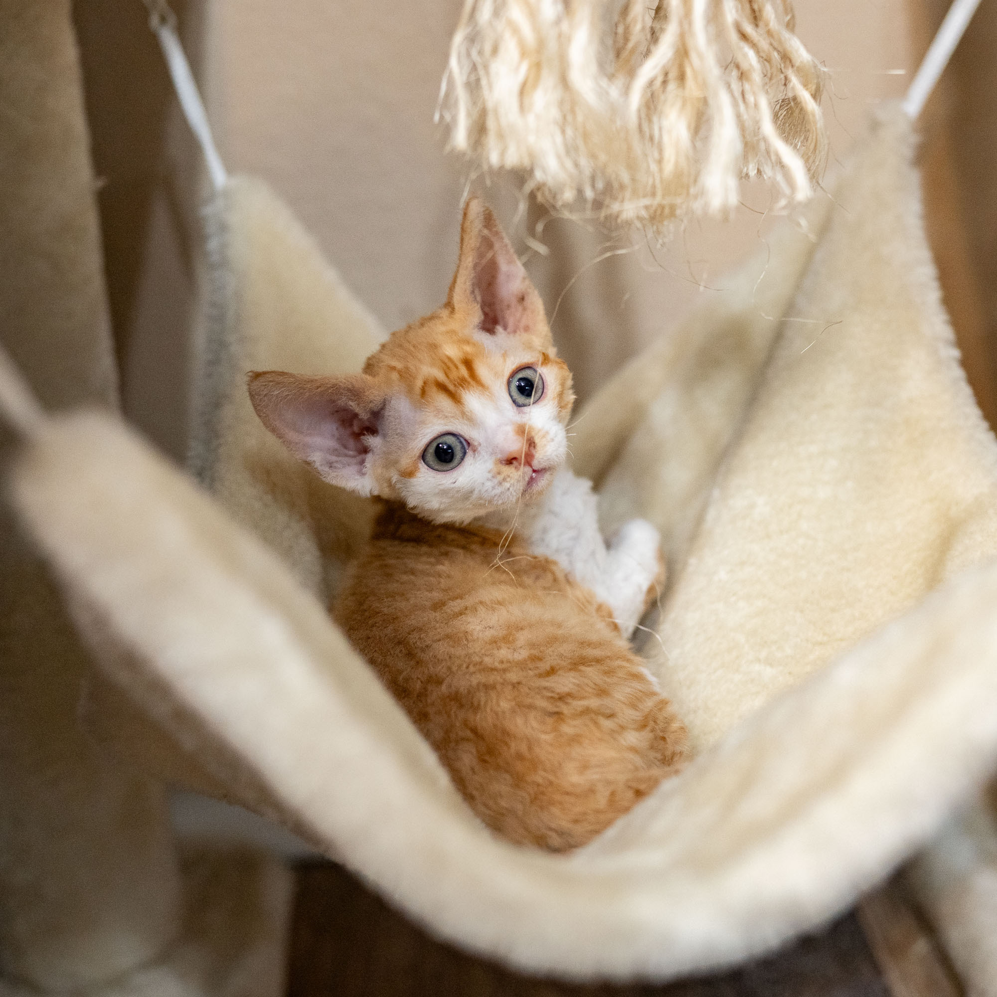 Buster, Boy, born on 29.07.23, SOLD. Devon Rex Pixie Cattery