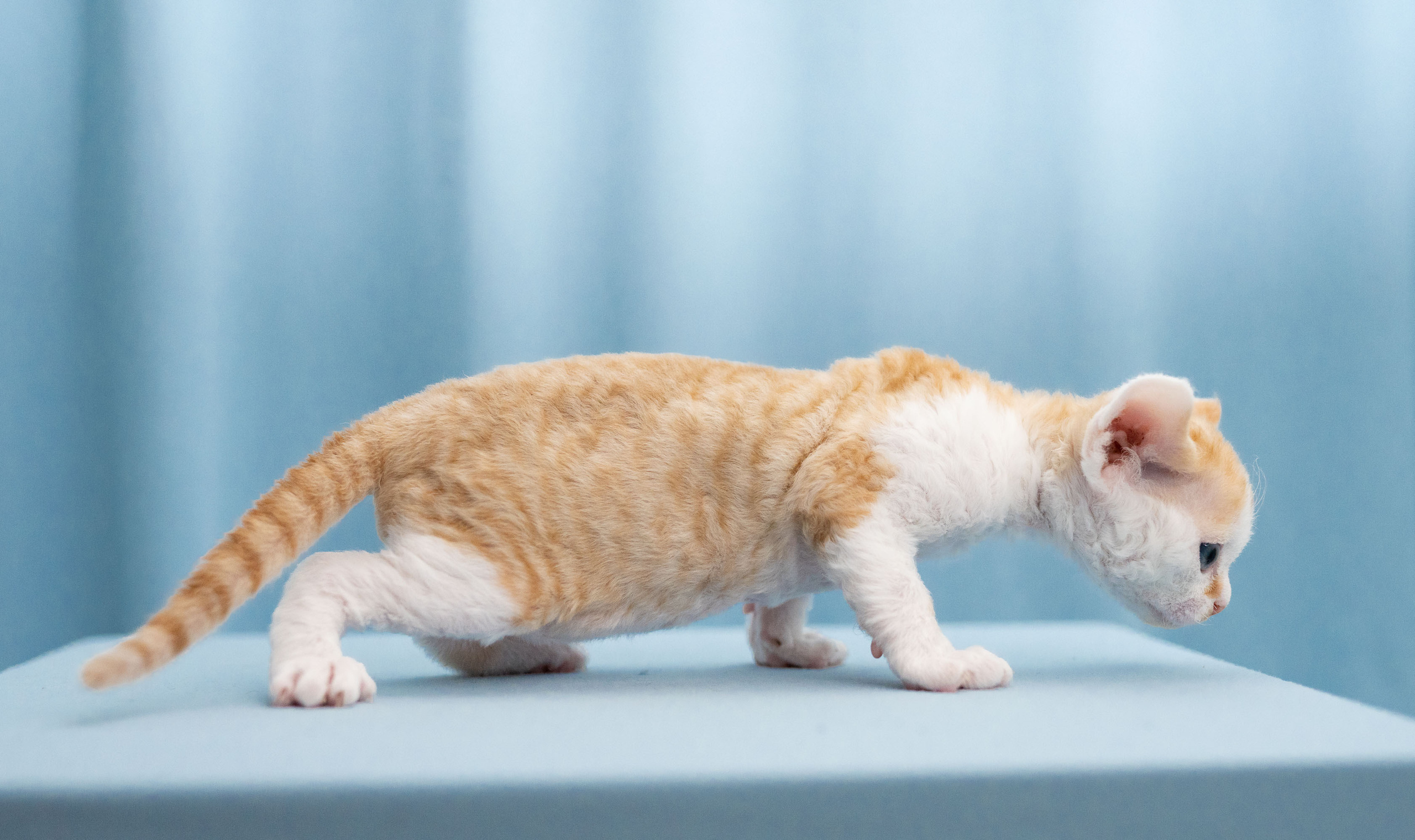 Bonnie, Boy, born on 29.07.23, SOLD. Devon Rex Pixie Cattery