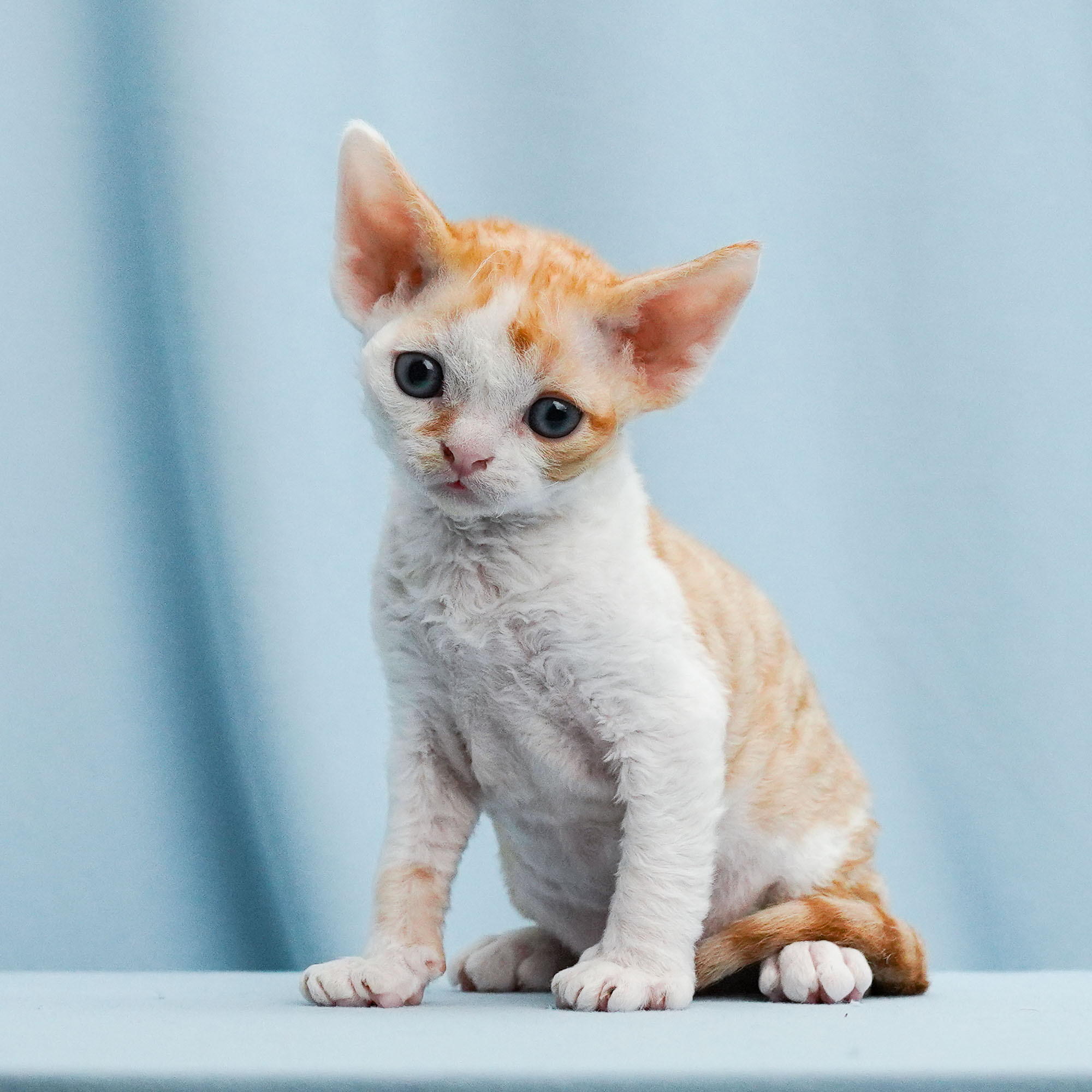 Bonnie, Boy, born on 29.07.23, SOLD. Devon Rex Pixie Cattery