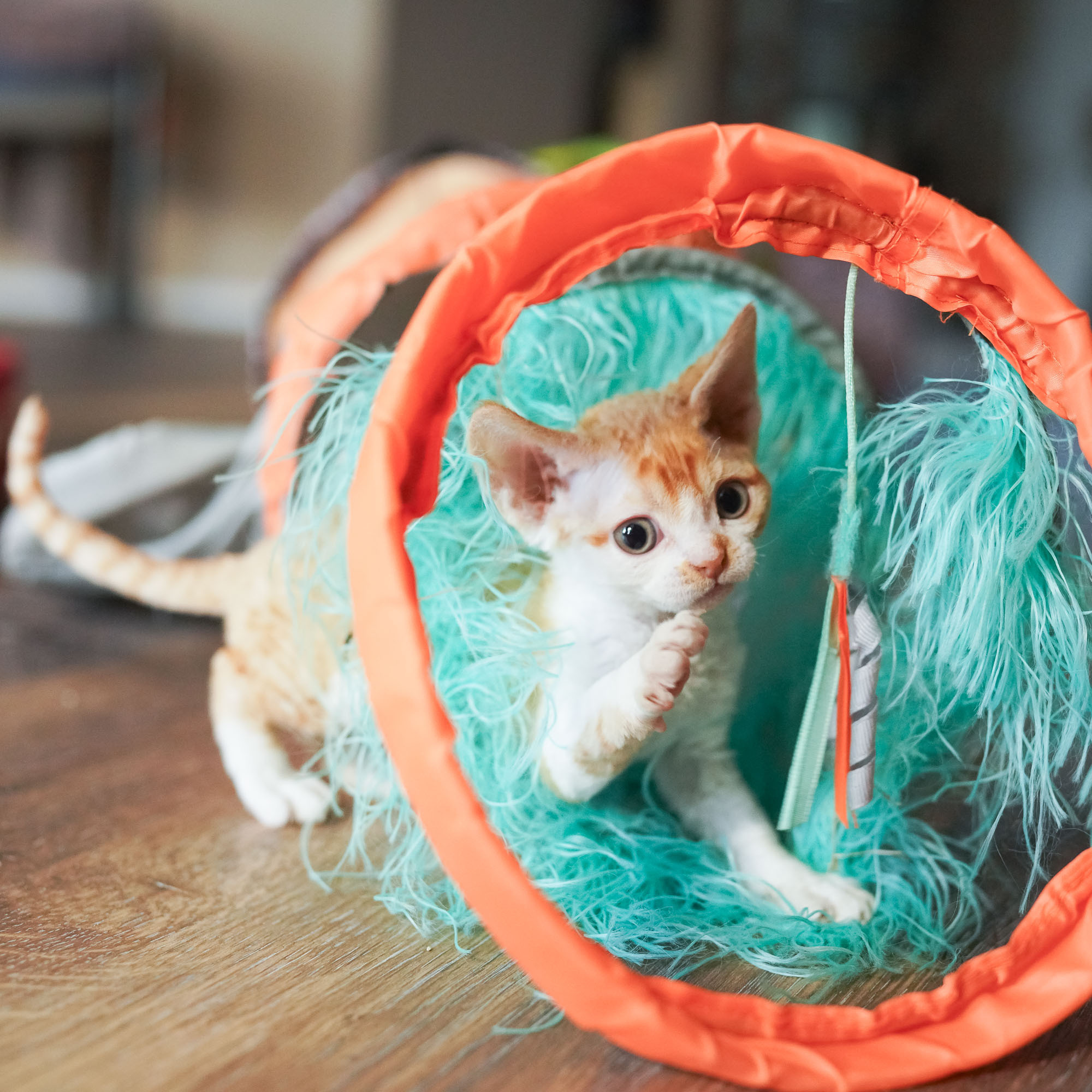 Buster, Boy, born on 29.07.23, SOLD. Devon Rex Pixie Cattery