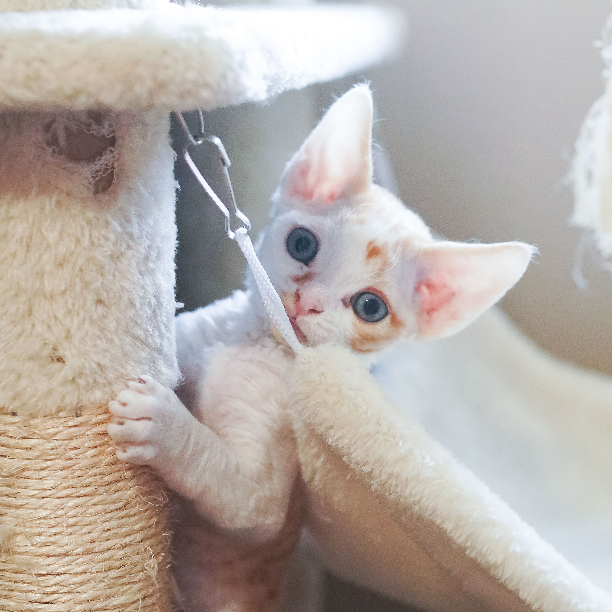 Bonnie, Boy, born on 29.07.23, SOLD. Devon Rex Pixie Cattery