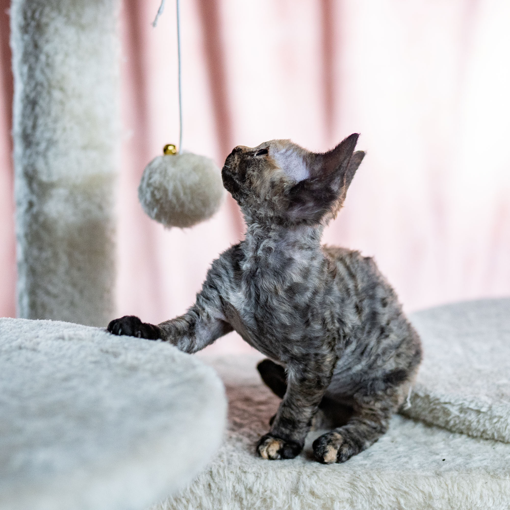 Basma, Girl, born on 29.07.23, SOLD. Devon Rex Pixie Cattery