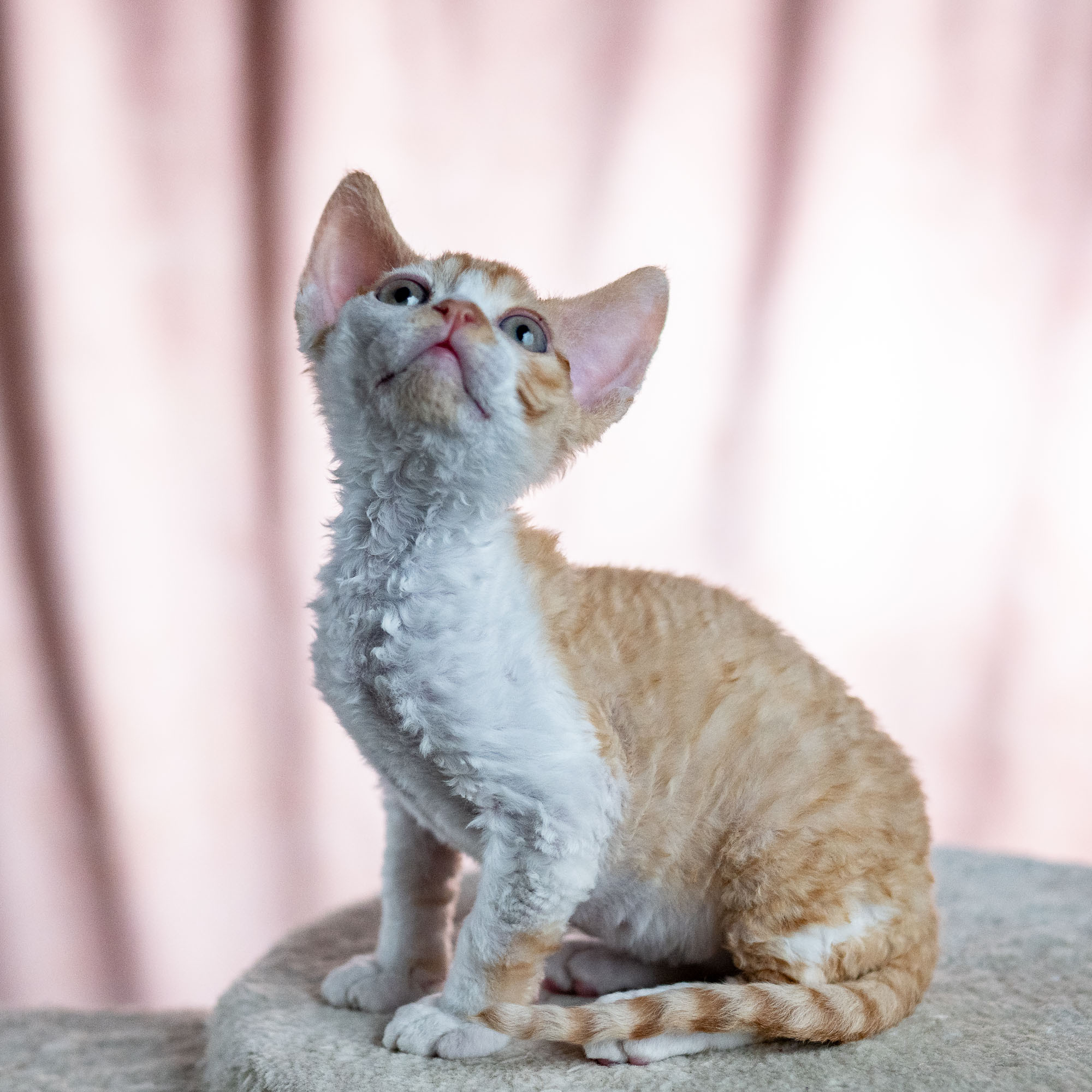 Buster, Boy, born on 29.07.23, SOLD. Devon Rex Pixie Cattery