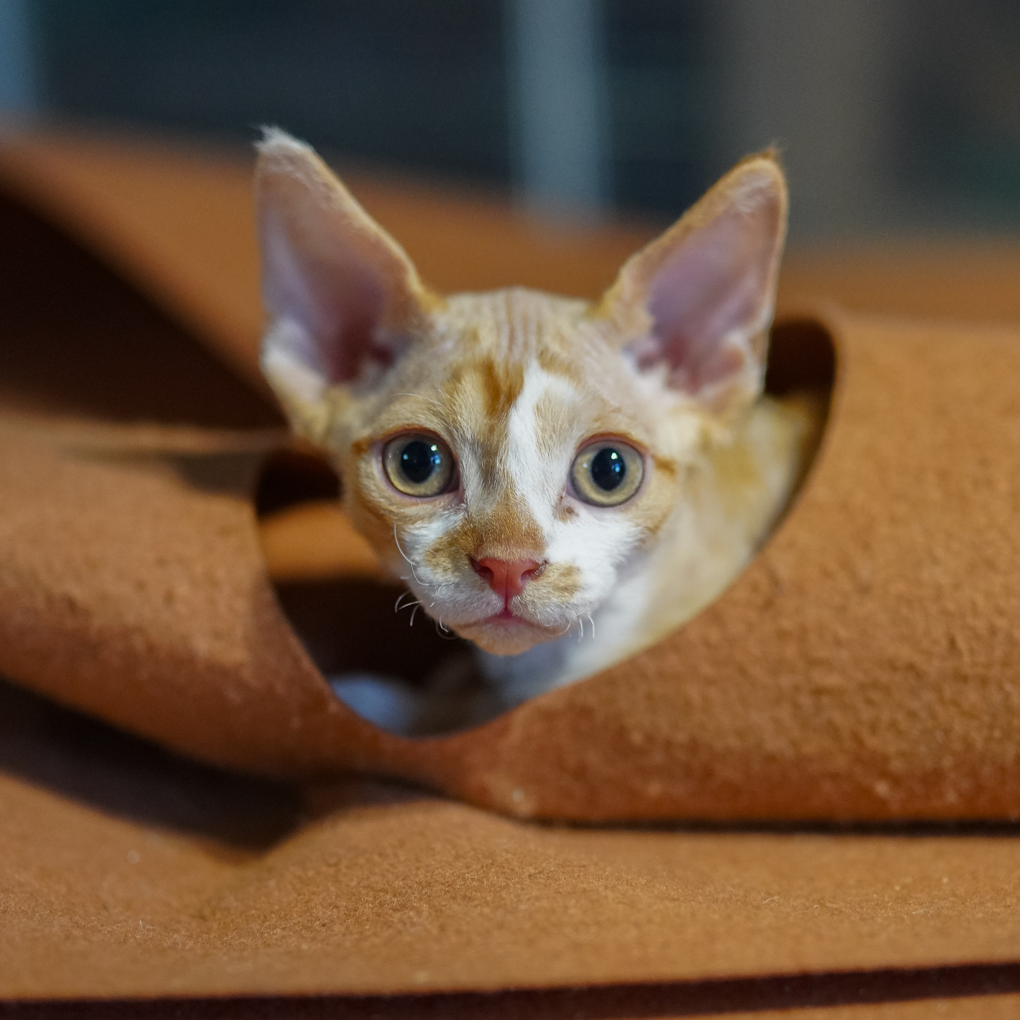 Bambi, Boy, born on 29.07.23, SOLD. Devon Rex Pixie Cattery