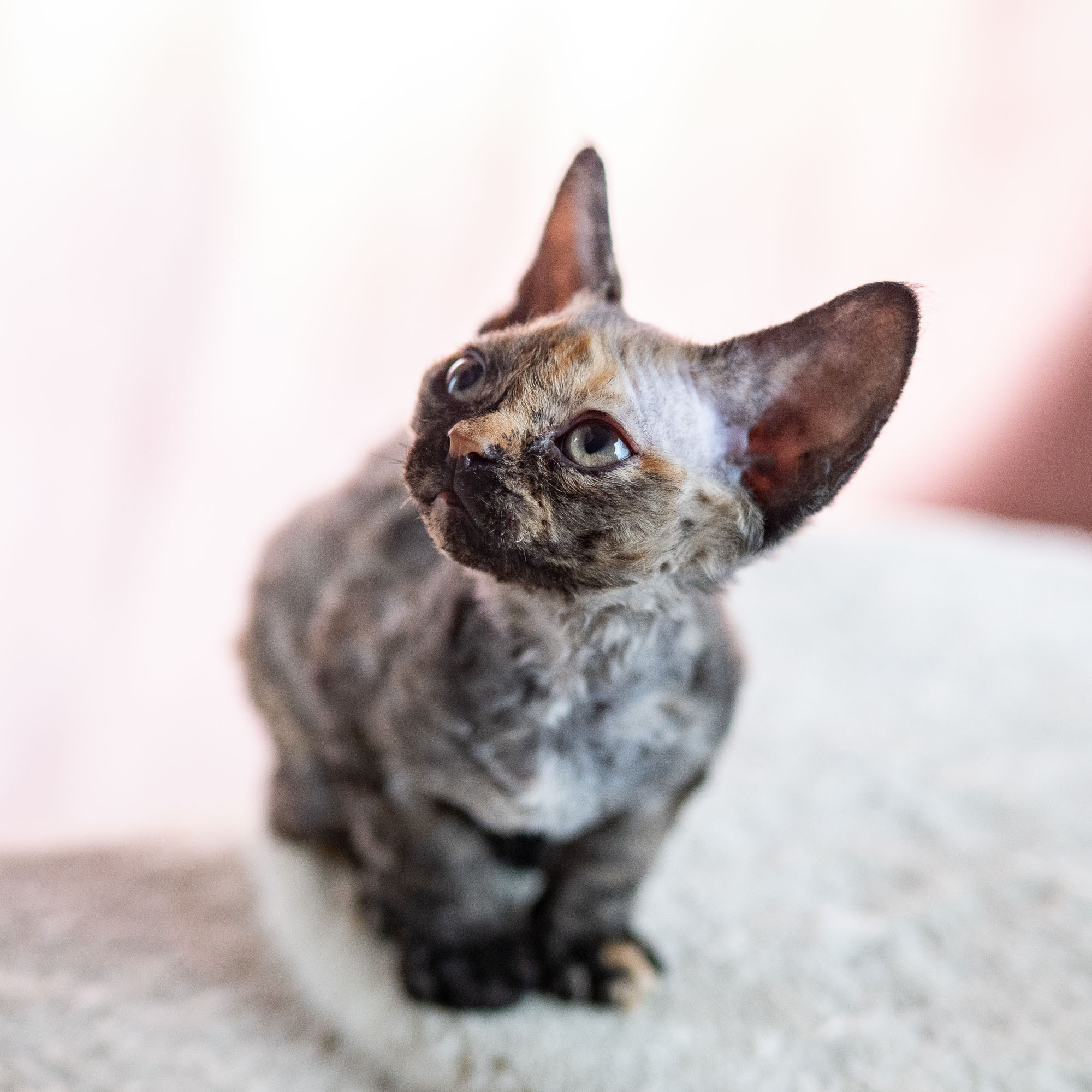 Basma, Girl, born on 29.07.23, SOLD. Devon Rex Pixie Cattery