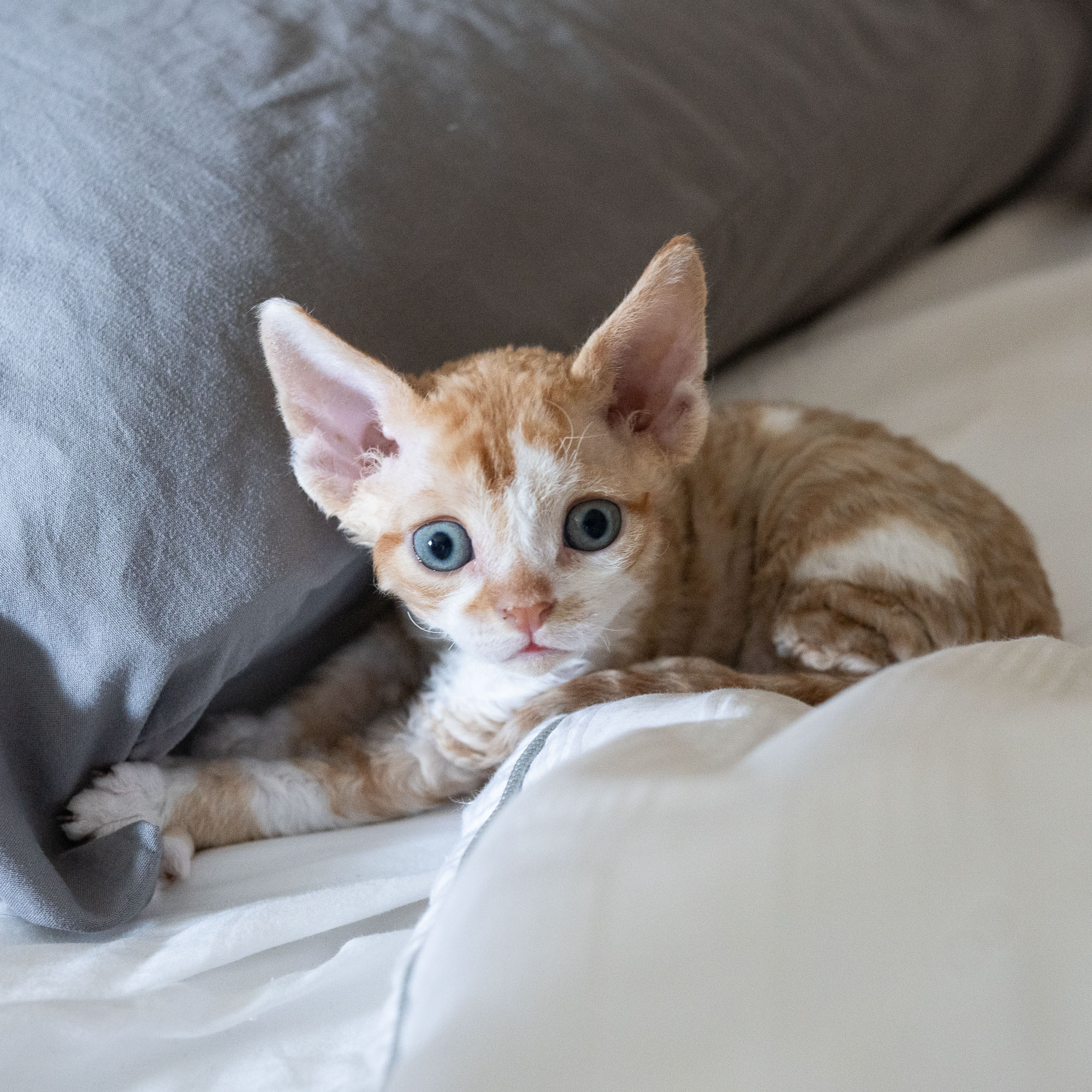 Bambi, Boy, born on 29.07.23, SOLD. Devon Rex Pixie Cattery