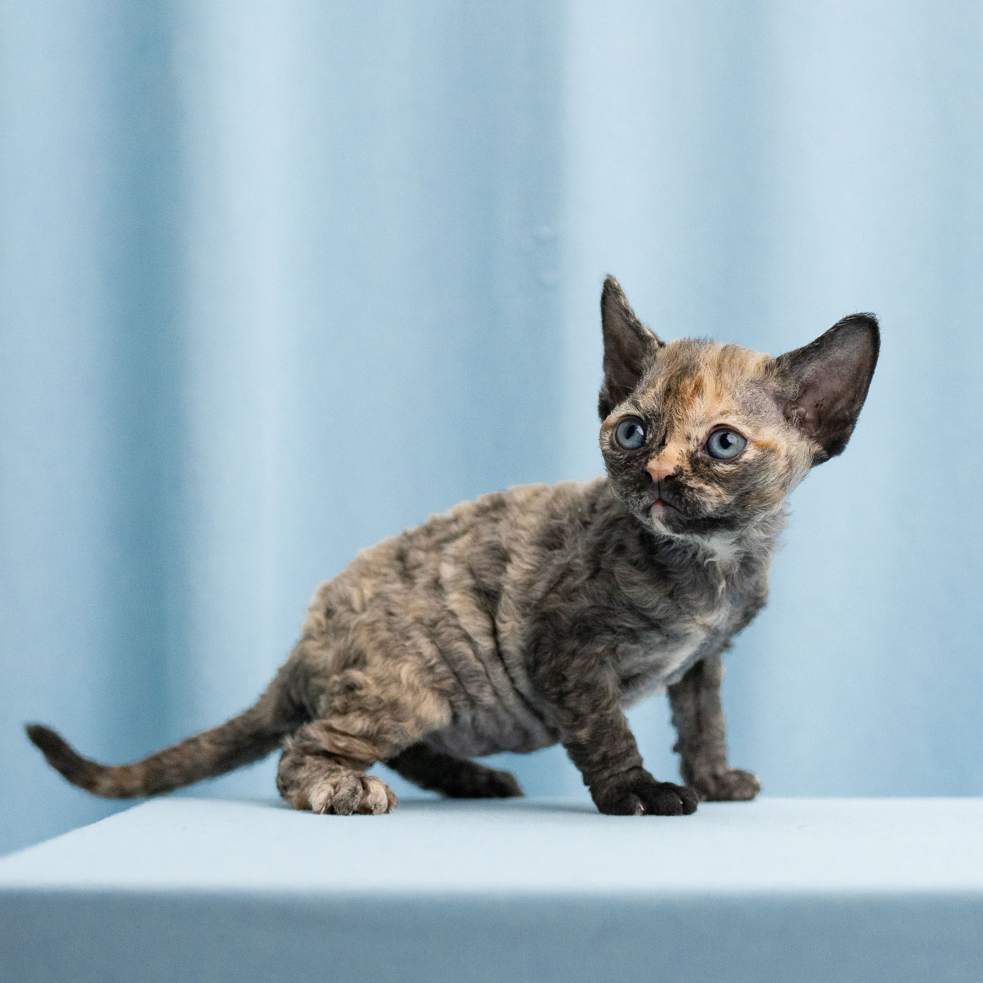 Basma, Girl, born on 29.07.23, SOLD. Devon Rex Pixie Cattery