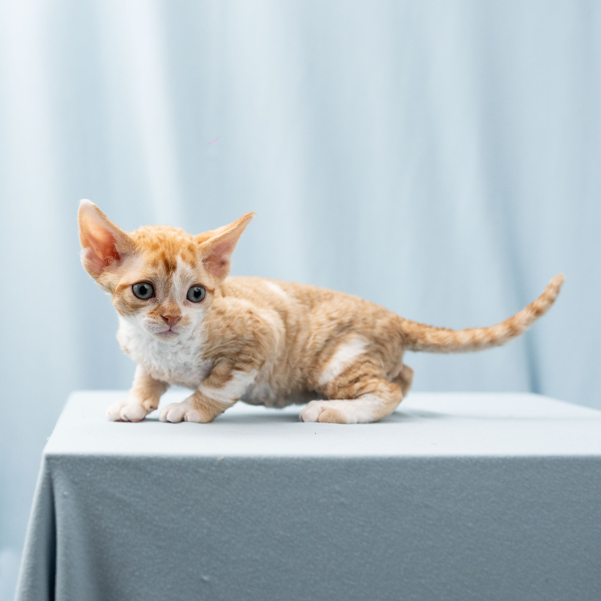 Bambi, Boy, born on 29.07.23, SOLD. Devon Rex Pixie Cattery