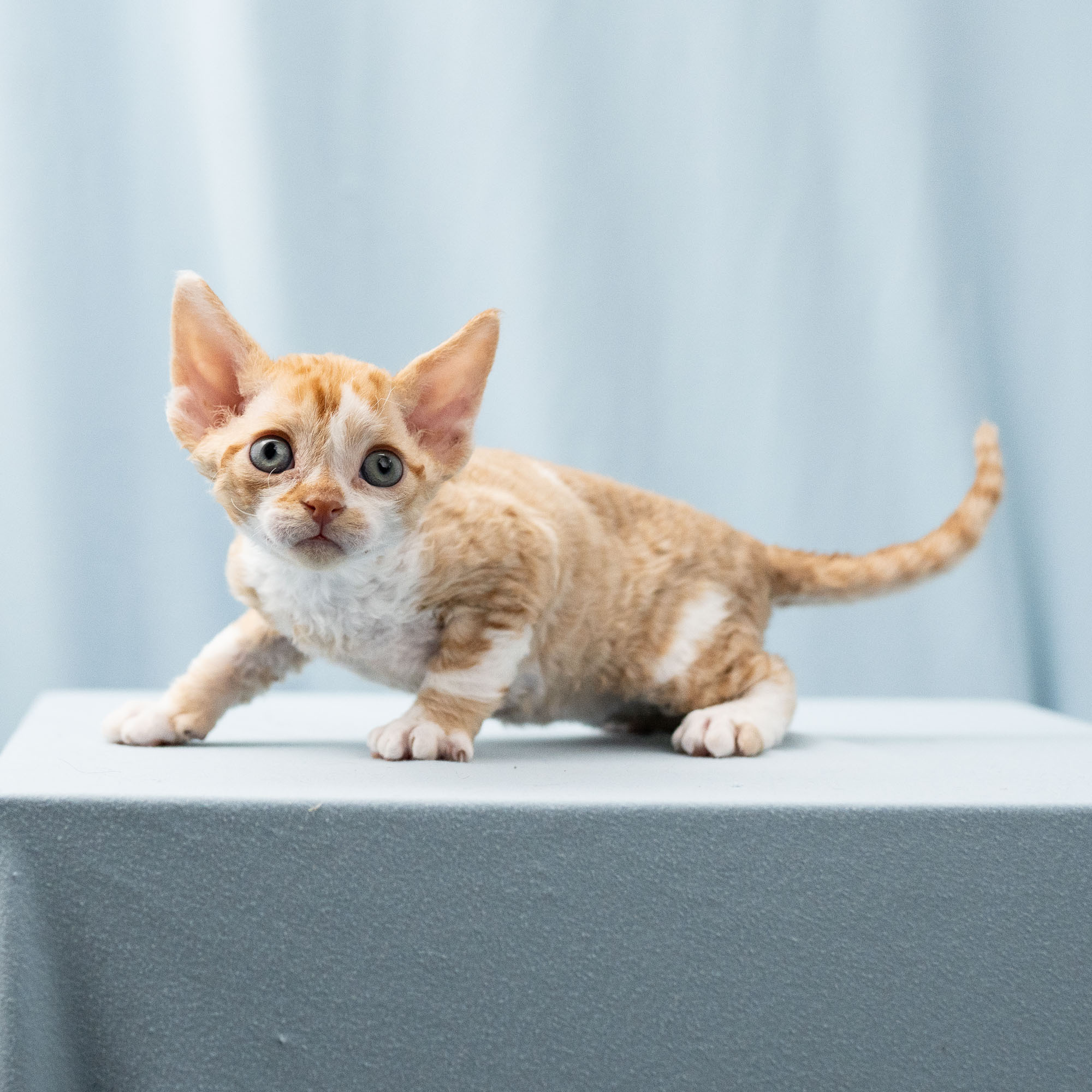 Bambi, Boy, born on 29.07.23, SOLD. Devon Rex Pixie Cattery