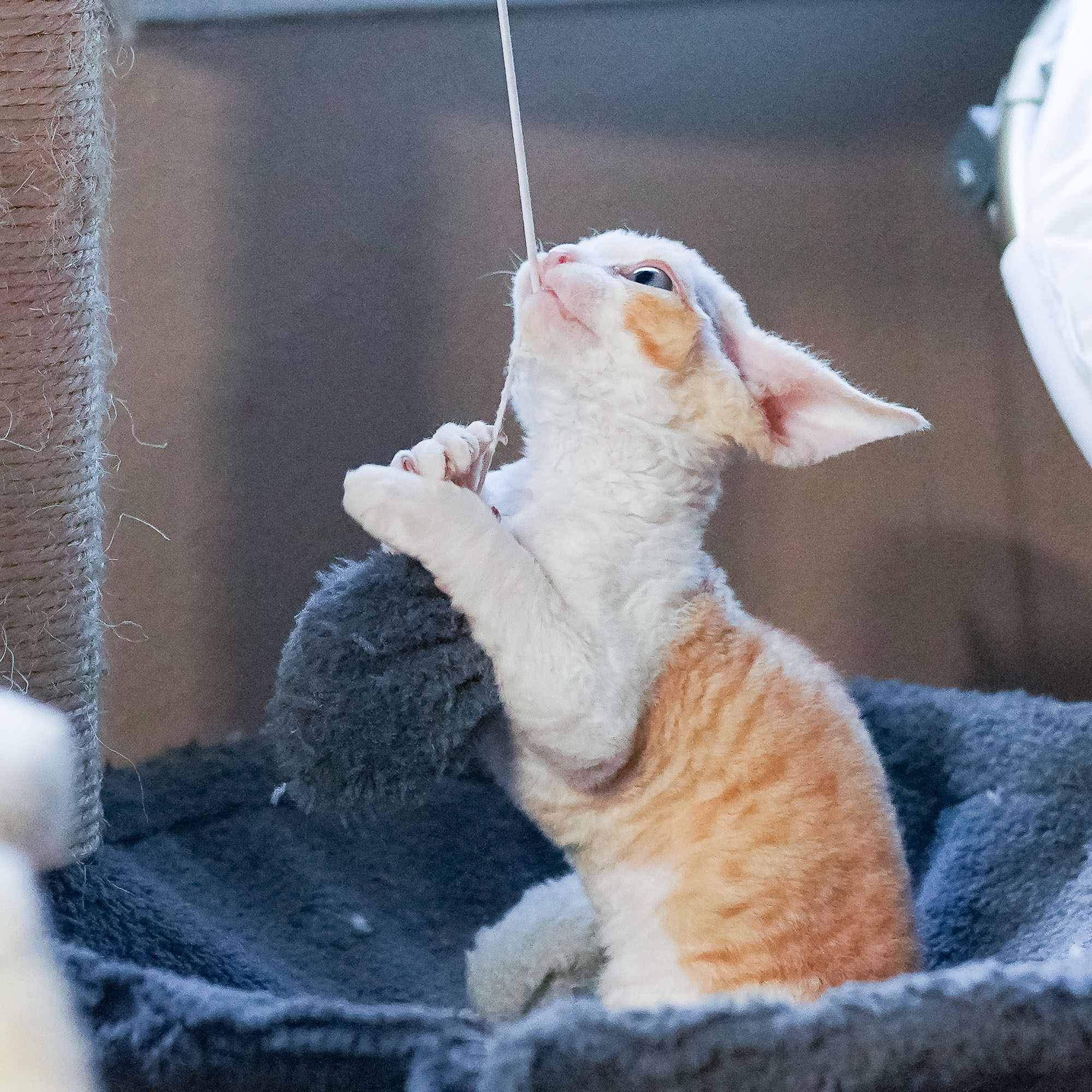 Bonnie, Boy, born on 29.07.23, SOLD. Devon Rex Pixie Cattery