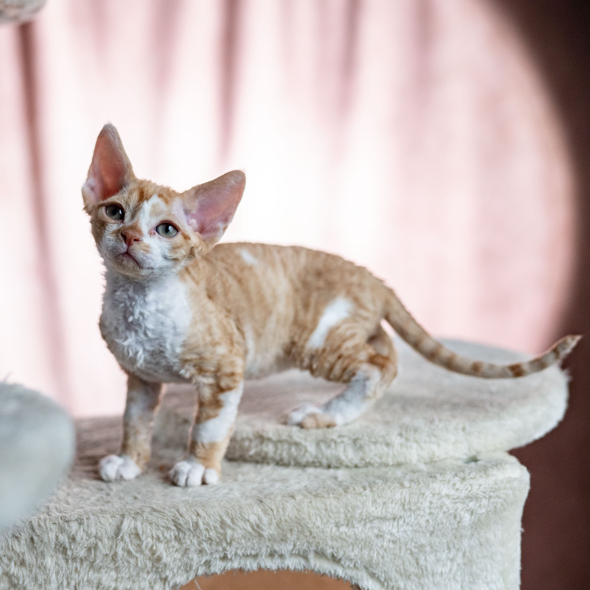 Buster, Boy, born on 29.07.23, SOLD. Devon Rex Pixie Cattery