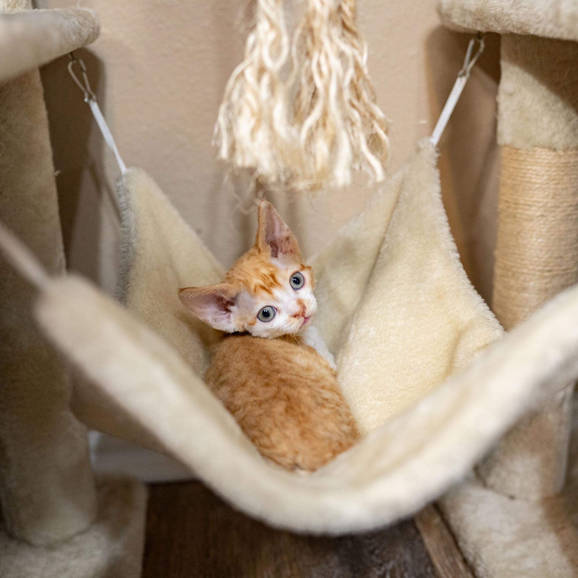 Buster, Boy, born on 29.07.23, SOLD. Devon Rex Pixie Cattery