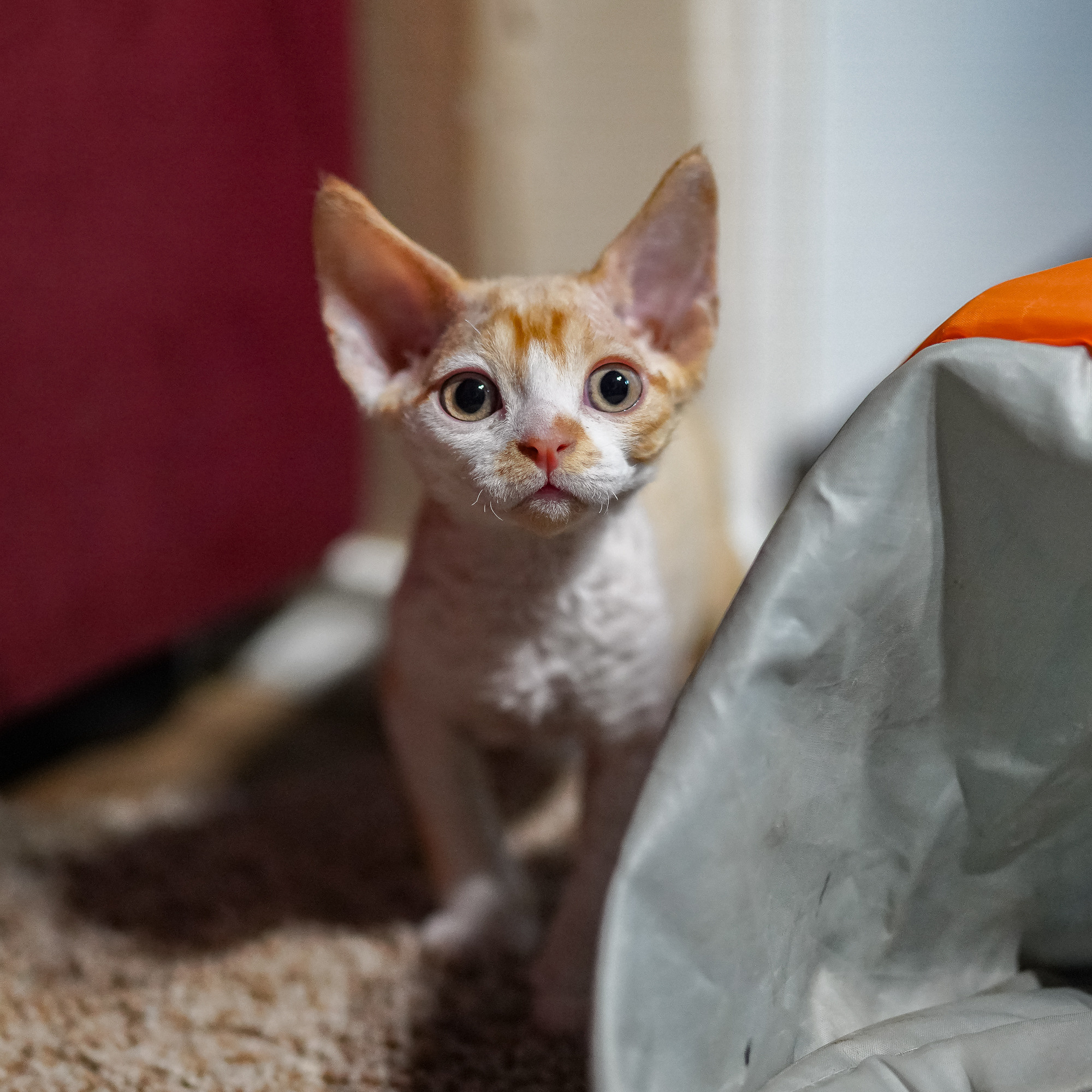 Buster, Boy, born on 29.07.23, SOLD. Devon Rex Pixie Cattery