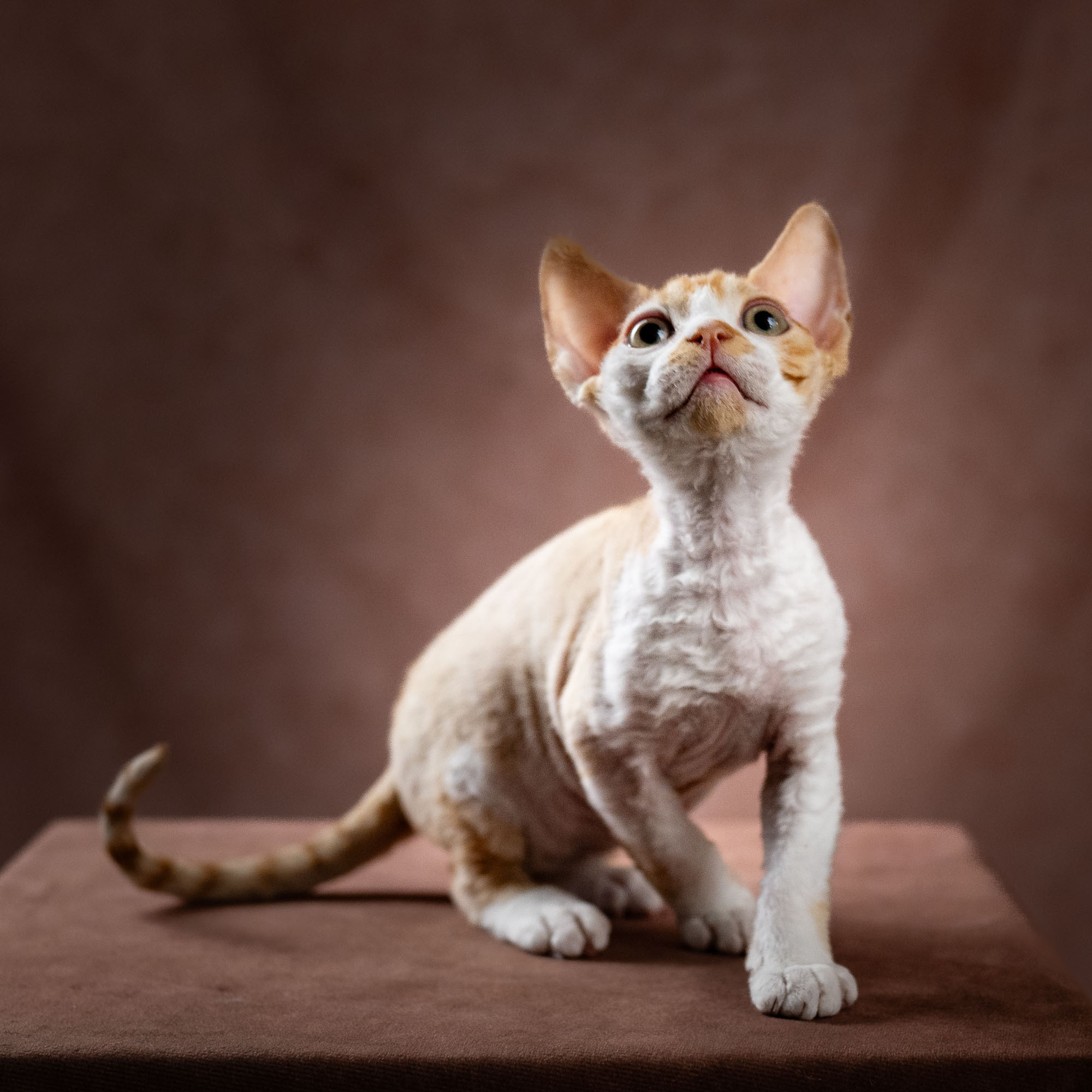 Buster, Boy, born on 29.07.23, SOLD. Devon Rex Pixie Cattery