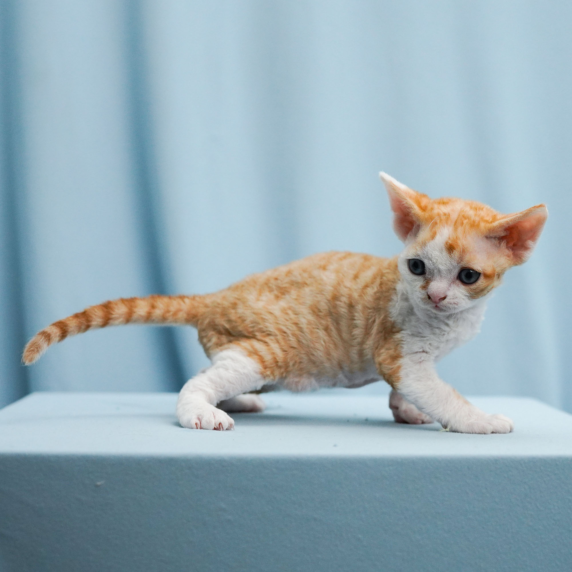 Bonnie, Boy, born on 29.07.23, SOLD. Devon Rex Pixie Cattery