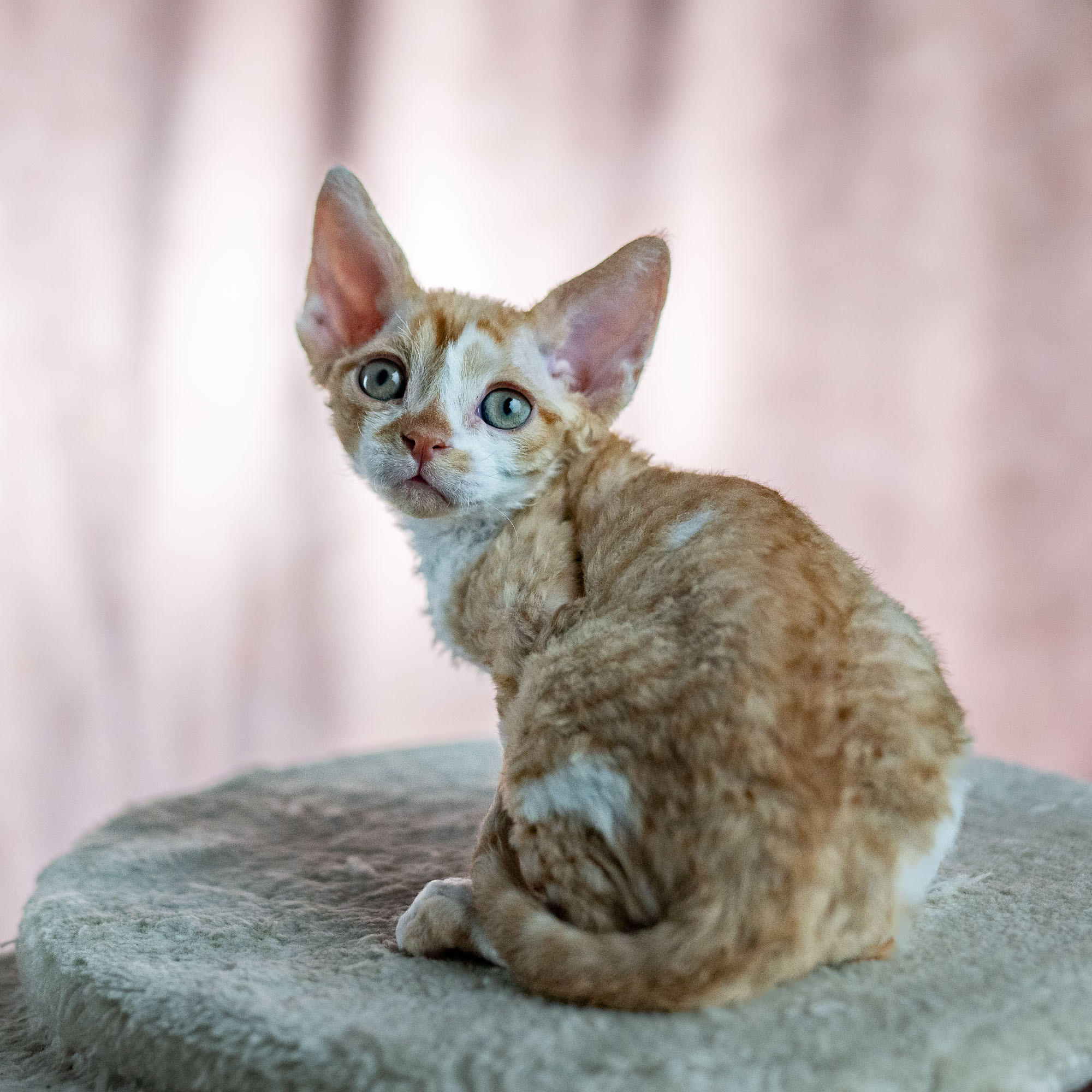 Bambi, Boy, born on 29.07.23, SOLD. Devon Rex Pixie Cattery