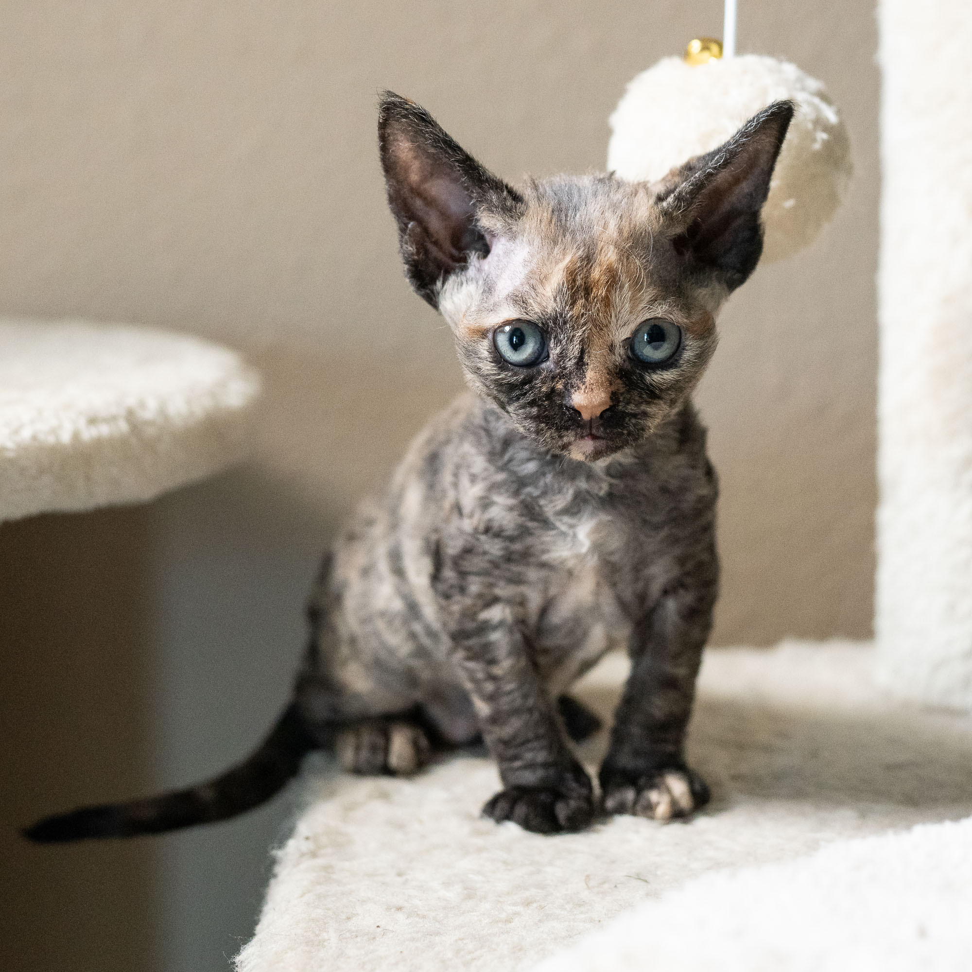 Basma, Girl, born on 29.07.23, SOLD. Devon Rex Pixie Cattery