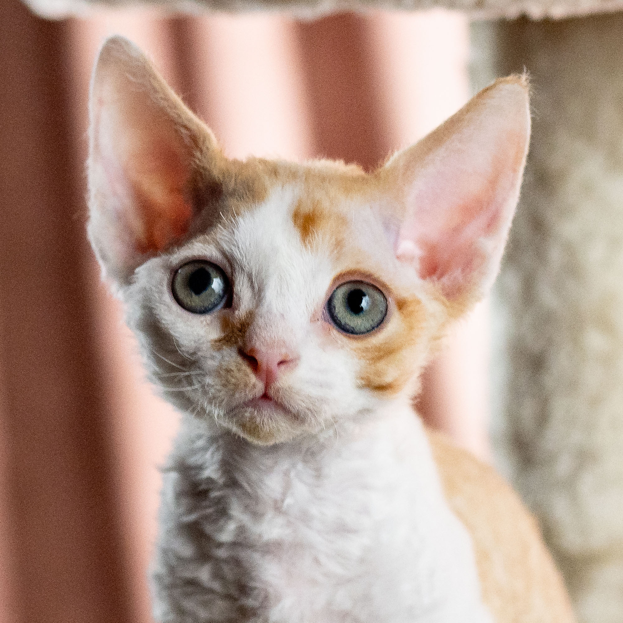 Bonnie, Boy, born on 29.07.23, SOLD. Devon Rex Pixie Cattery