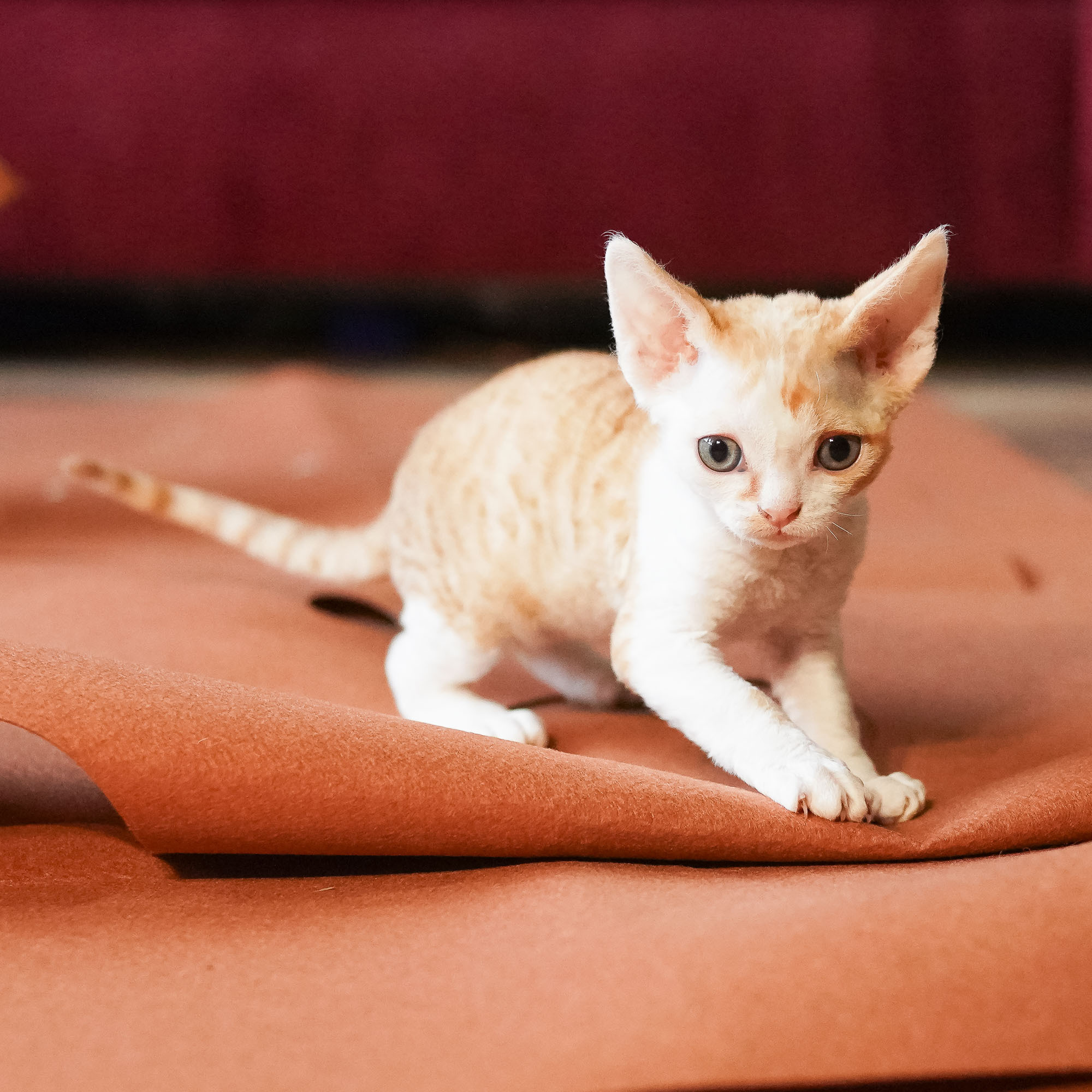 Bonnie, Boy, born on 29.07.23, SOLD. Devon Rex Pixie Cattery