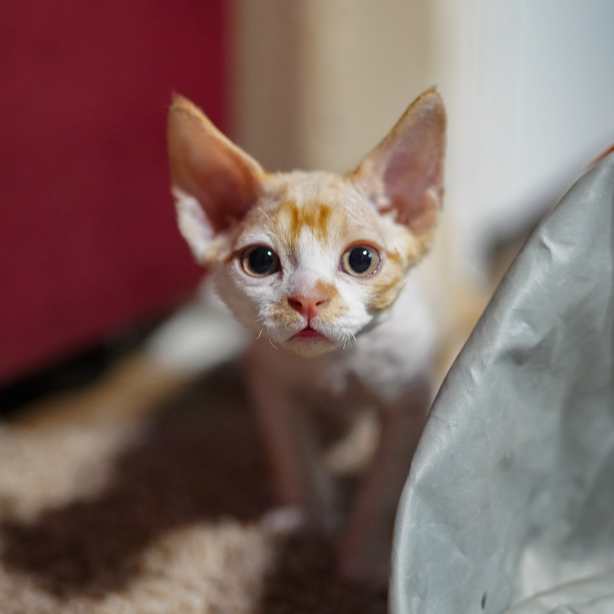 Buster, Boy, born on 29.07.23, SOLD. Devon Rex Pixie Cattery