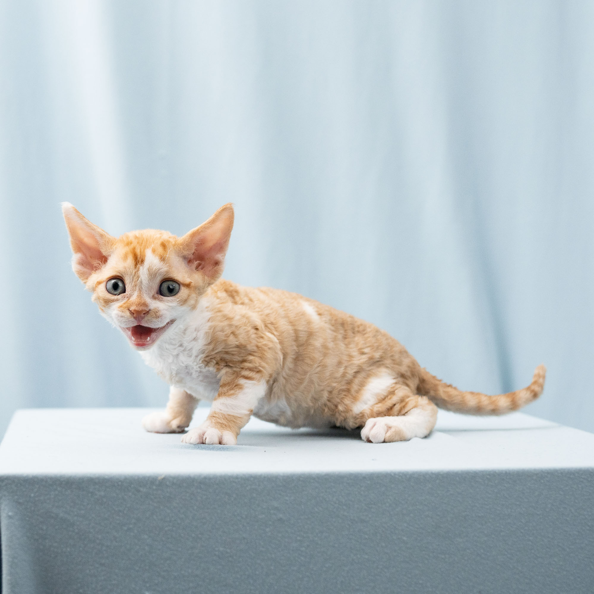 Bambi, Boy, born on 29.07.23, SOLD. Devon Rex Pixie Cattery
