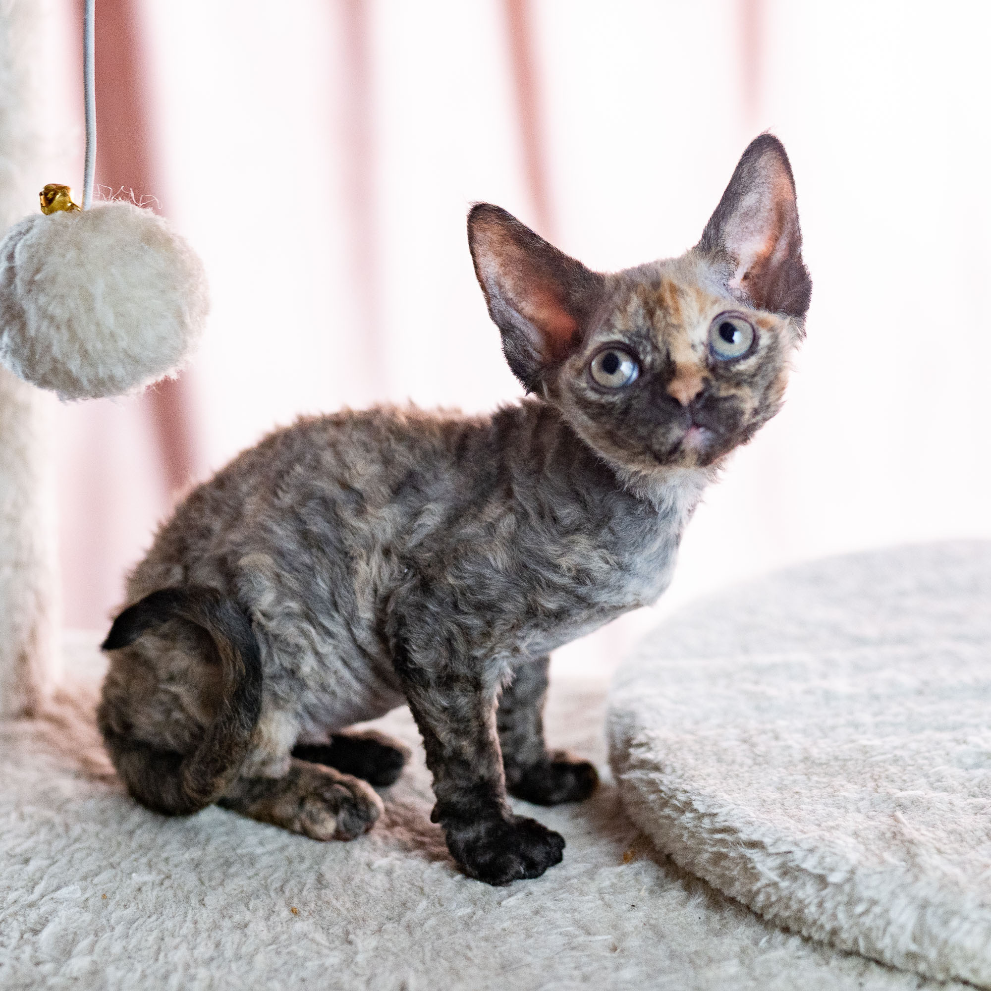 Basma, Girl, born on 29.07.23, SOLD. Devon Rex Pixie Cattery