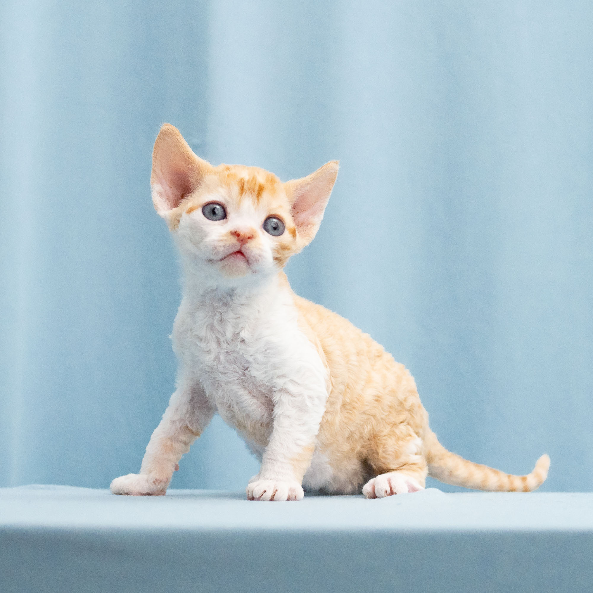 Buster, Boy, born on 29.07.23, SOLD. Devon Rex Pixie Cattery