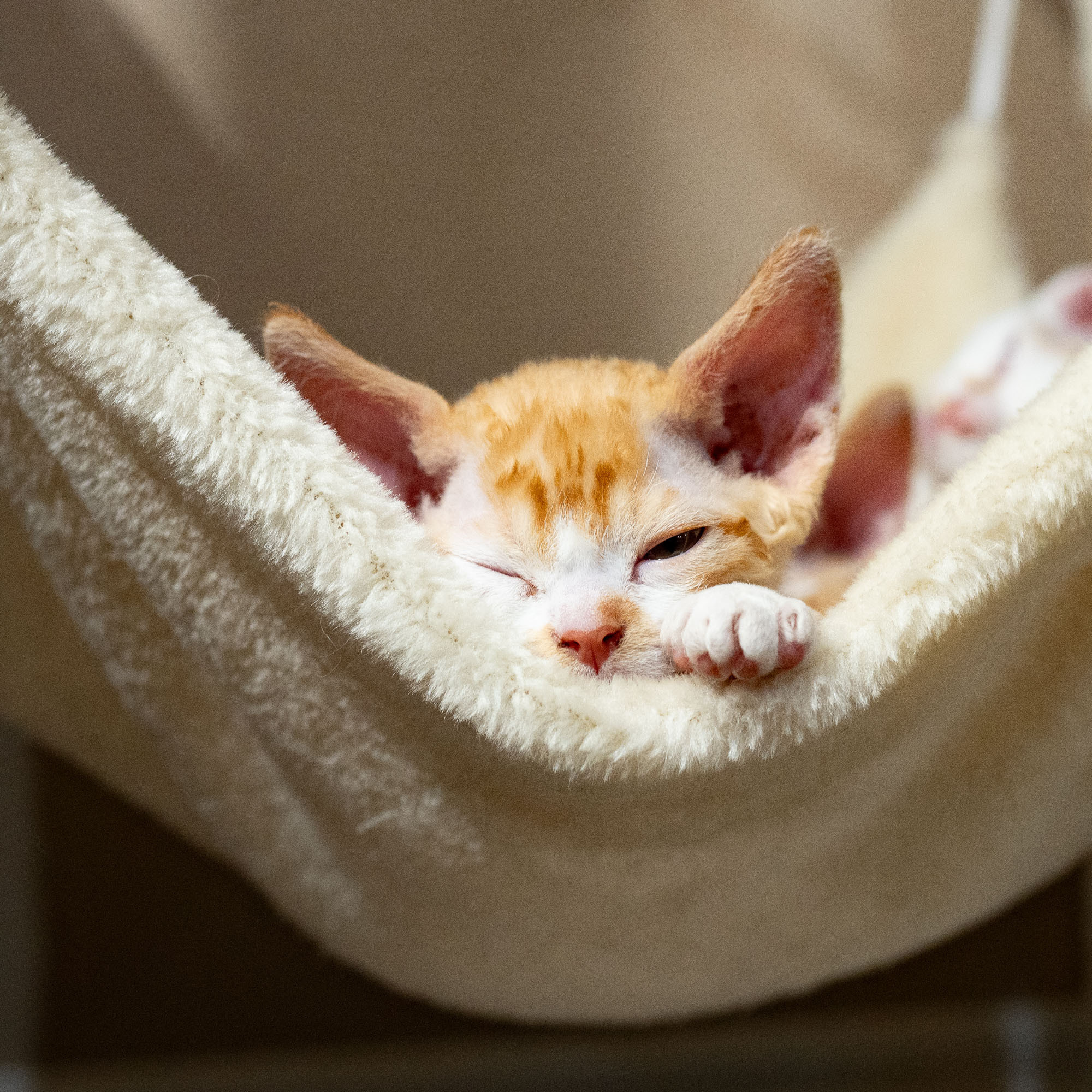 Buster, Boy, born on 29.07.23, SOLD. Devon Rex Pixie Cattery