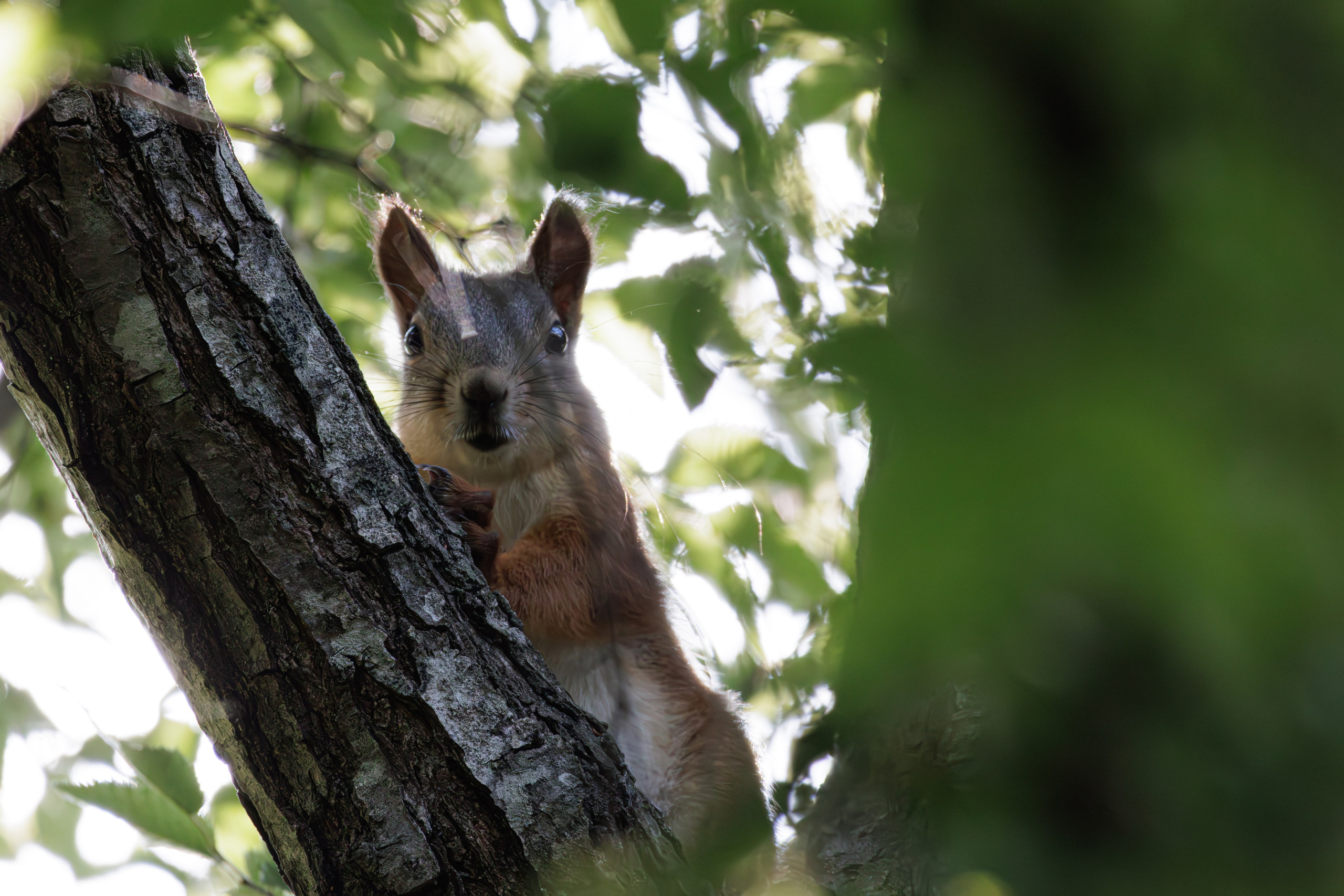 გასეირნება წავკისიდან ვაკის პარკამდე. FramefreeMan