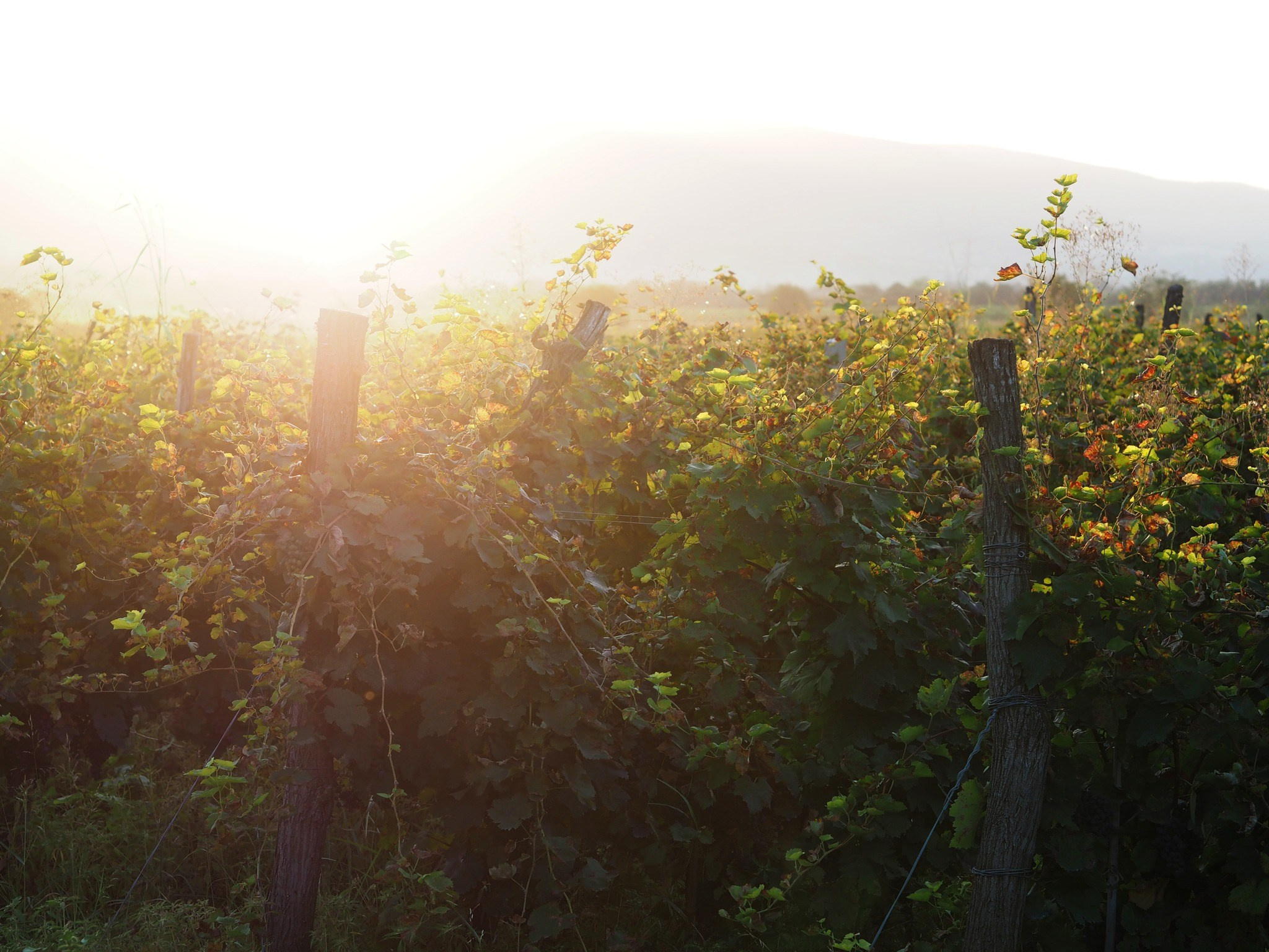 Ampelo. Главная