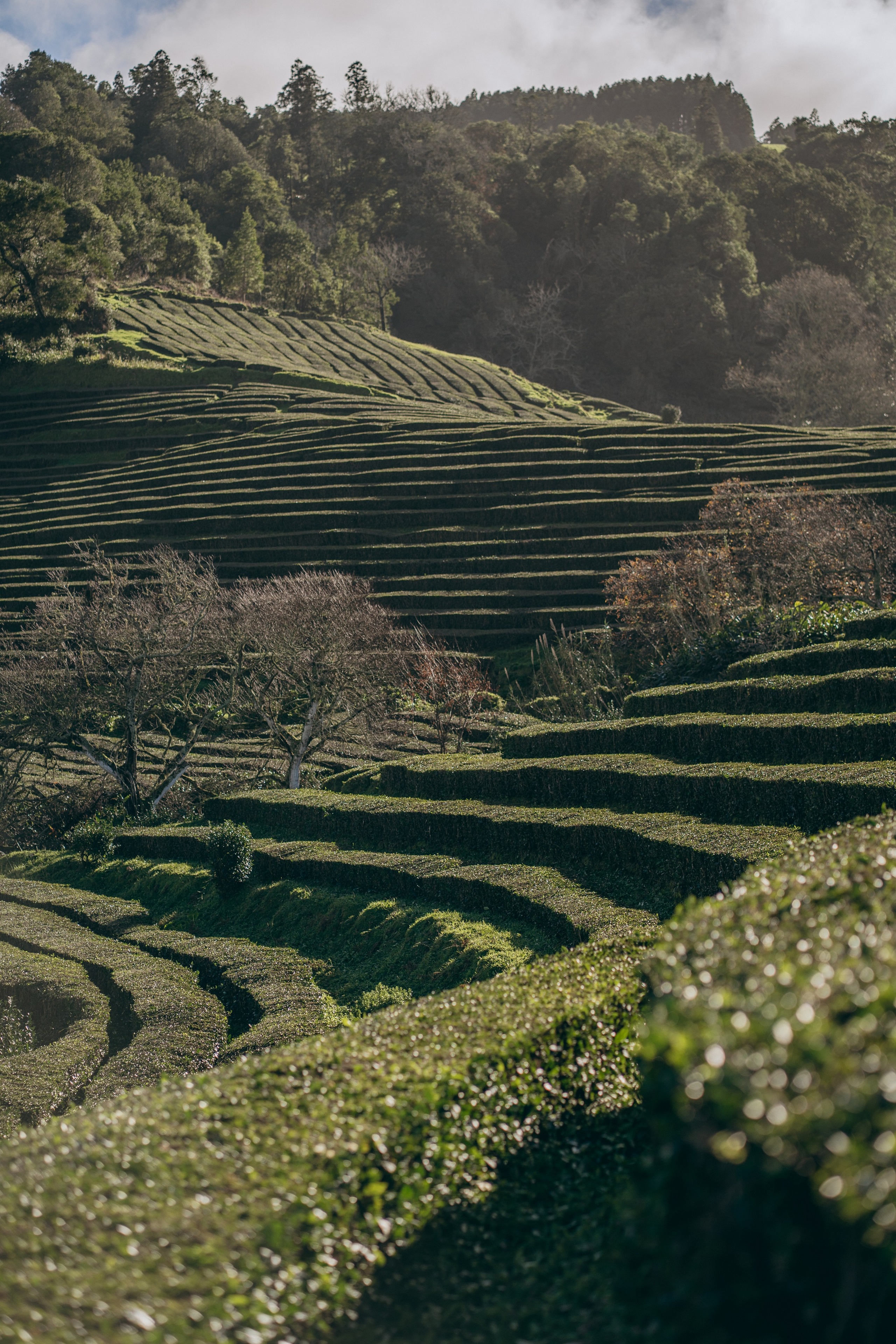 Фотограф на Азорах, Сан Мигель. Зенькевич Анна