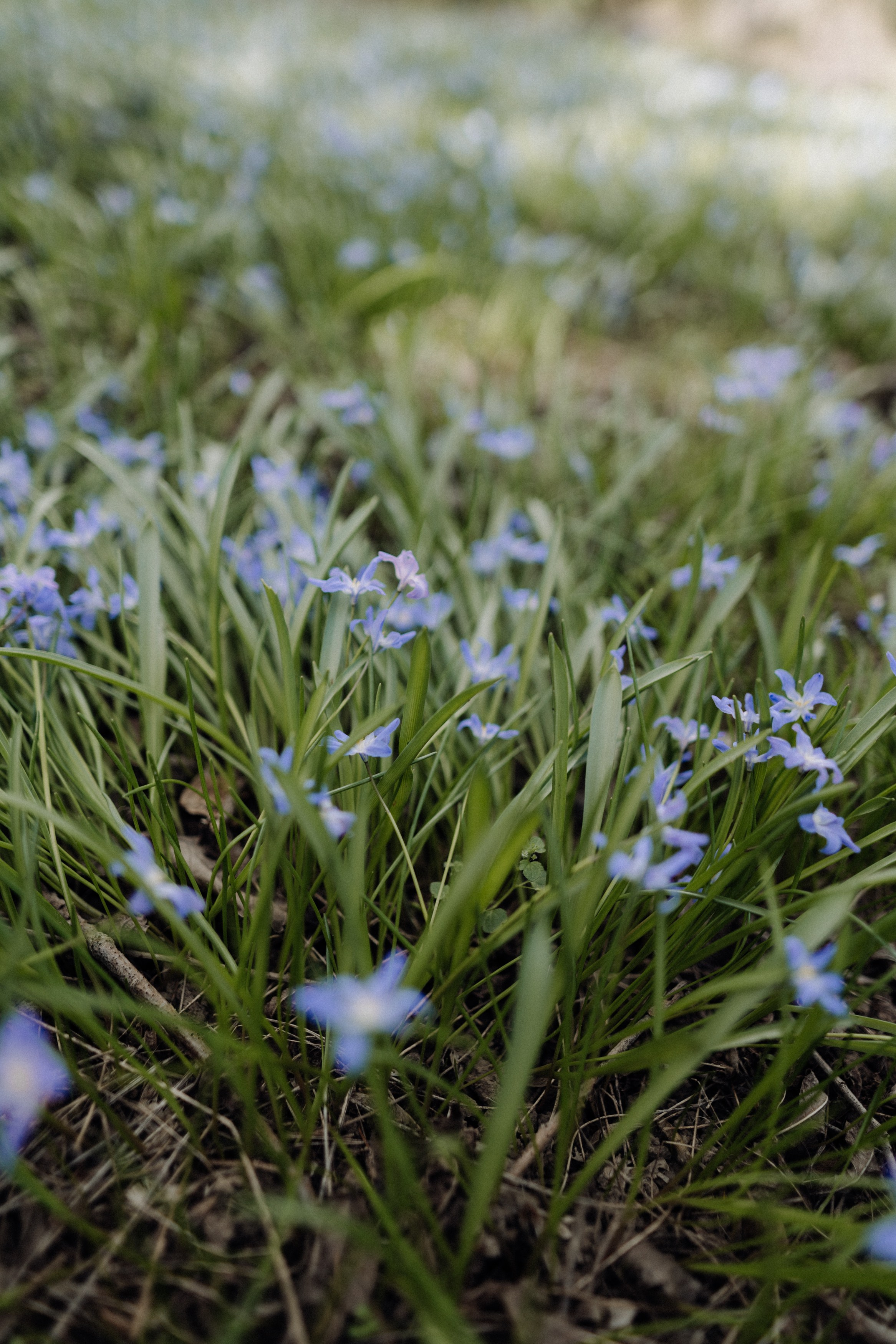 Nature. Фотограф в Праге Анна Лебедева