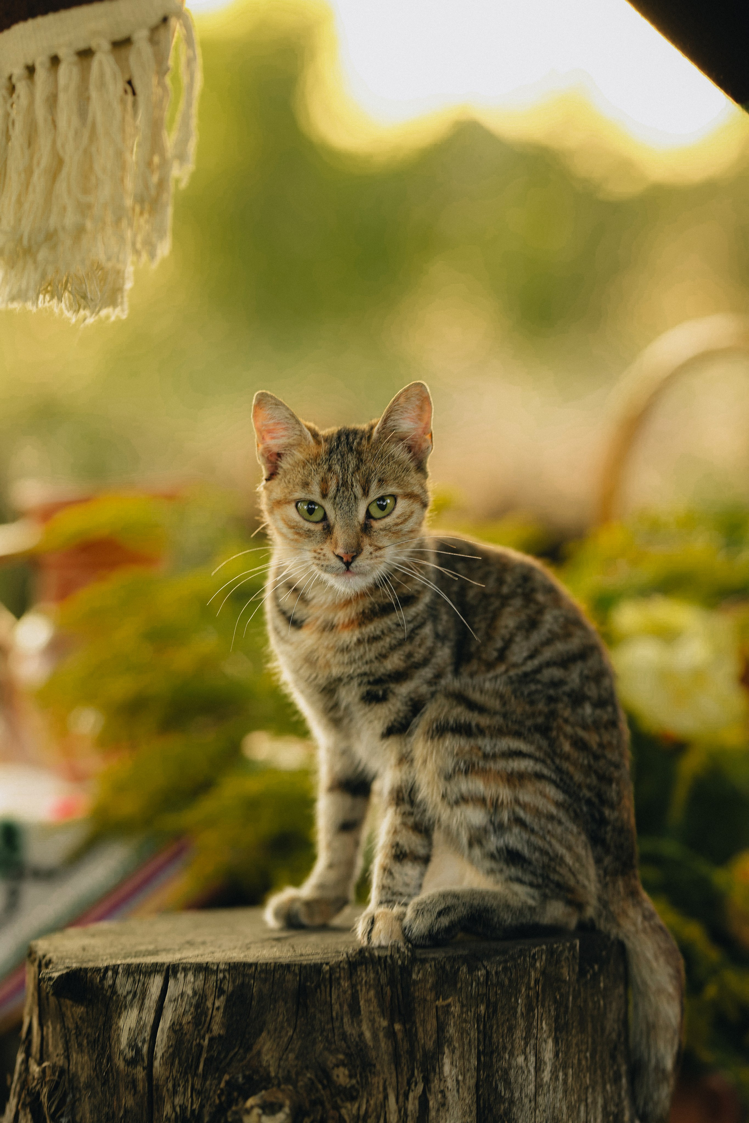 Celebrating Moldovan folklore. Tania Gandrabur, photographer in West Midlands, England