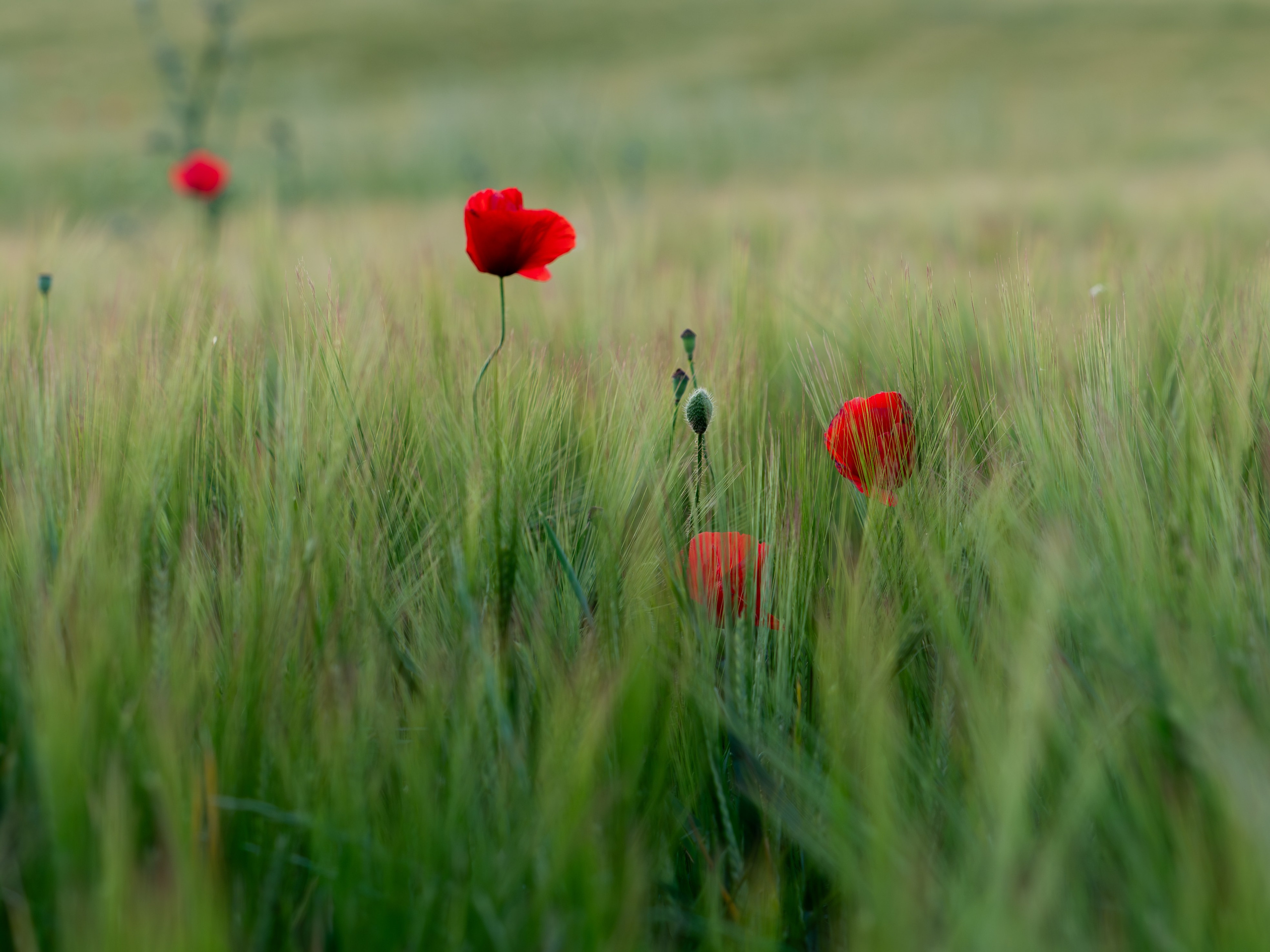 Paisajismo. Fotógrafa de Periodismo y Documentación, Teatro, Cine, Shooting para Modelos, Bodas, Bautizos, Comuniones, Familia y Eventos