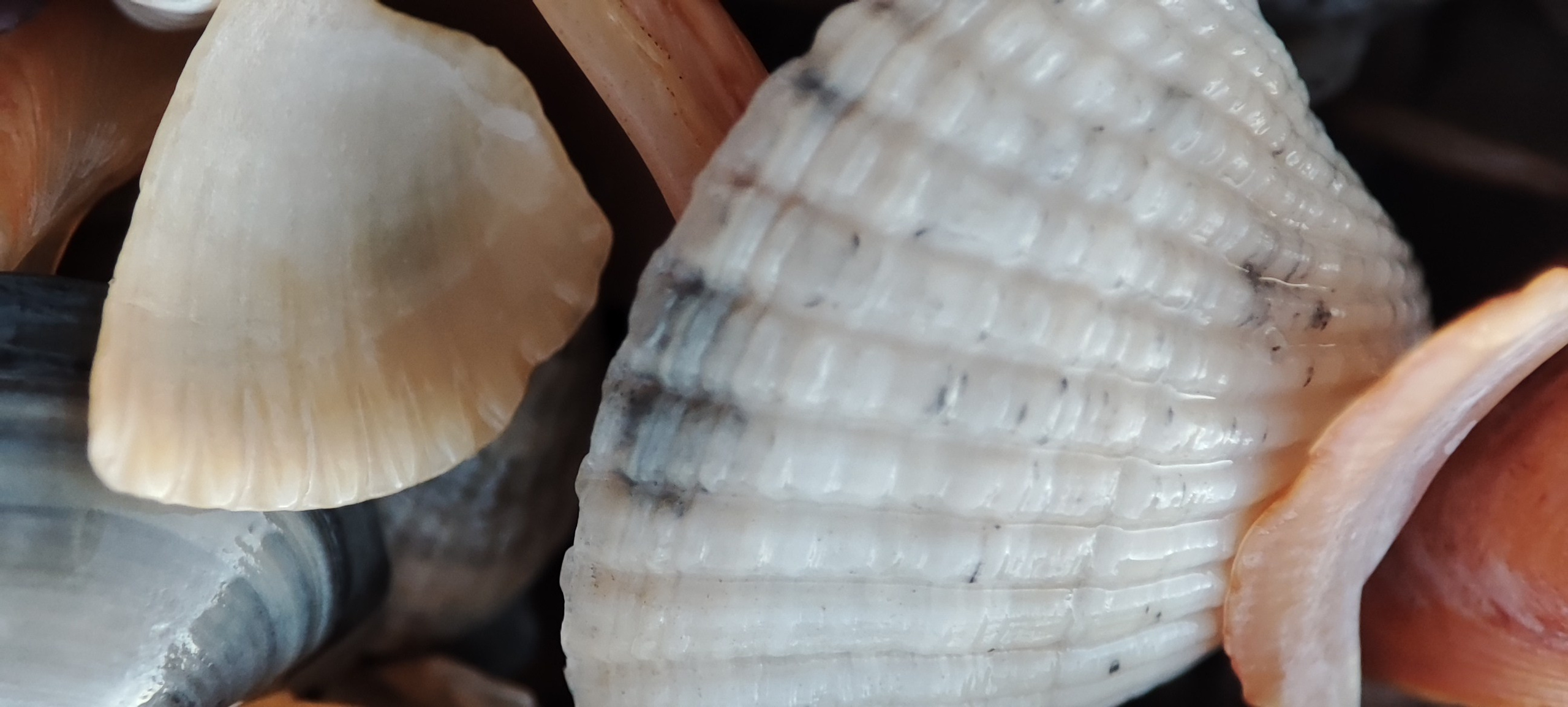 Fotografie Macro~ Close up. Andreea Ivan art-Fotograf Constanta, Fotograf profesionist Constanta, Fotograf de nunta Constanta, botez, sedinte foto cu tematica, portret