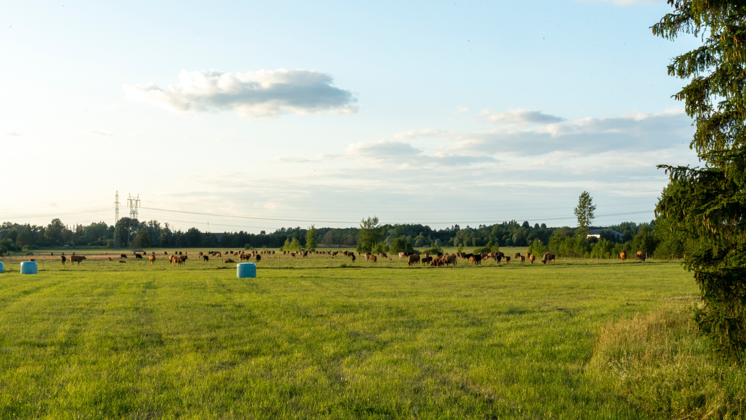 Whispers of Estonia. Photography | Videography | Marketing