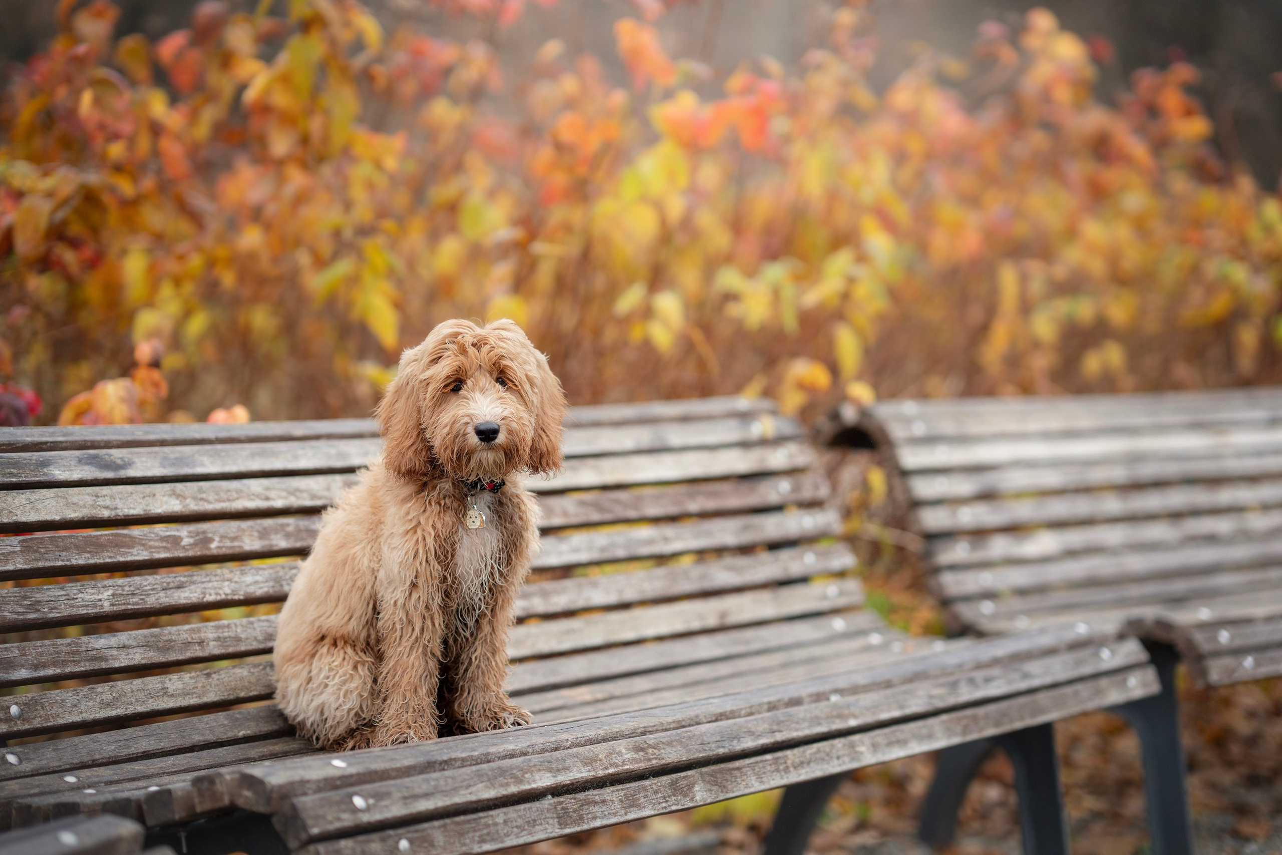 Justina, Kopa ir rudeninis Vilniaus centras. Vita Klimaševska ○ Fluffy Soulmate Photography