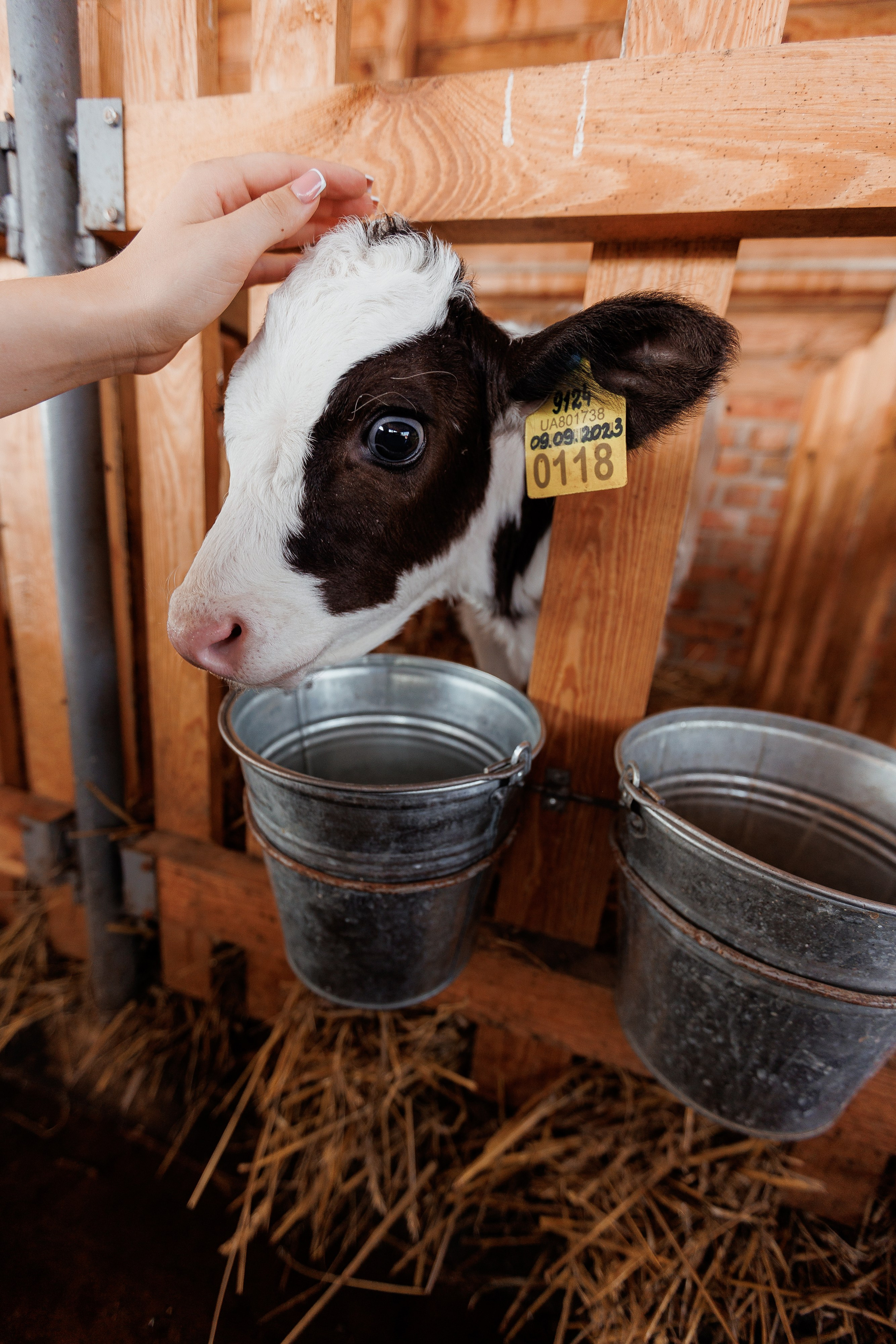 Екопарк Аміла. Ірина Терещук