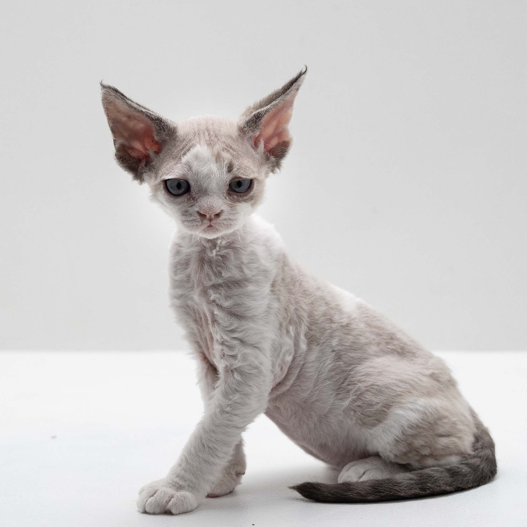 Frodo, boy, born on 01.01.25. Devon Rex Pixie Cattery